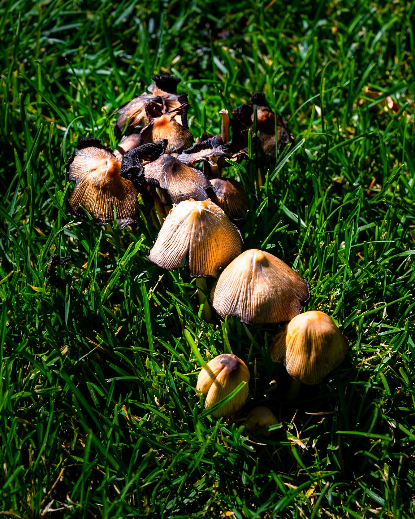 More 'shrooms in the park