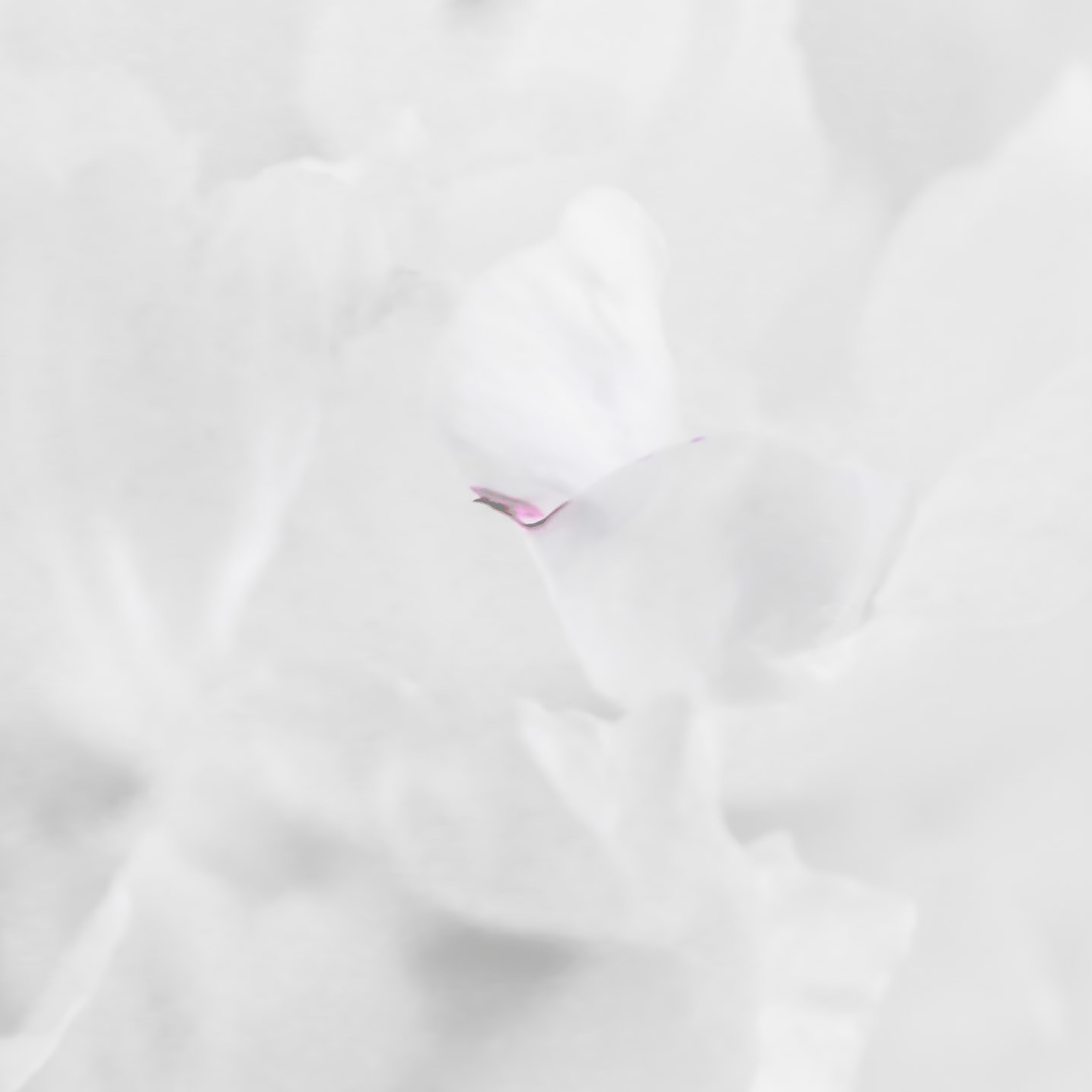 Peony (High Key Macro)