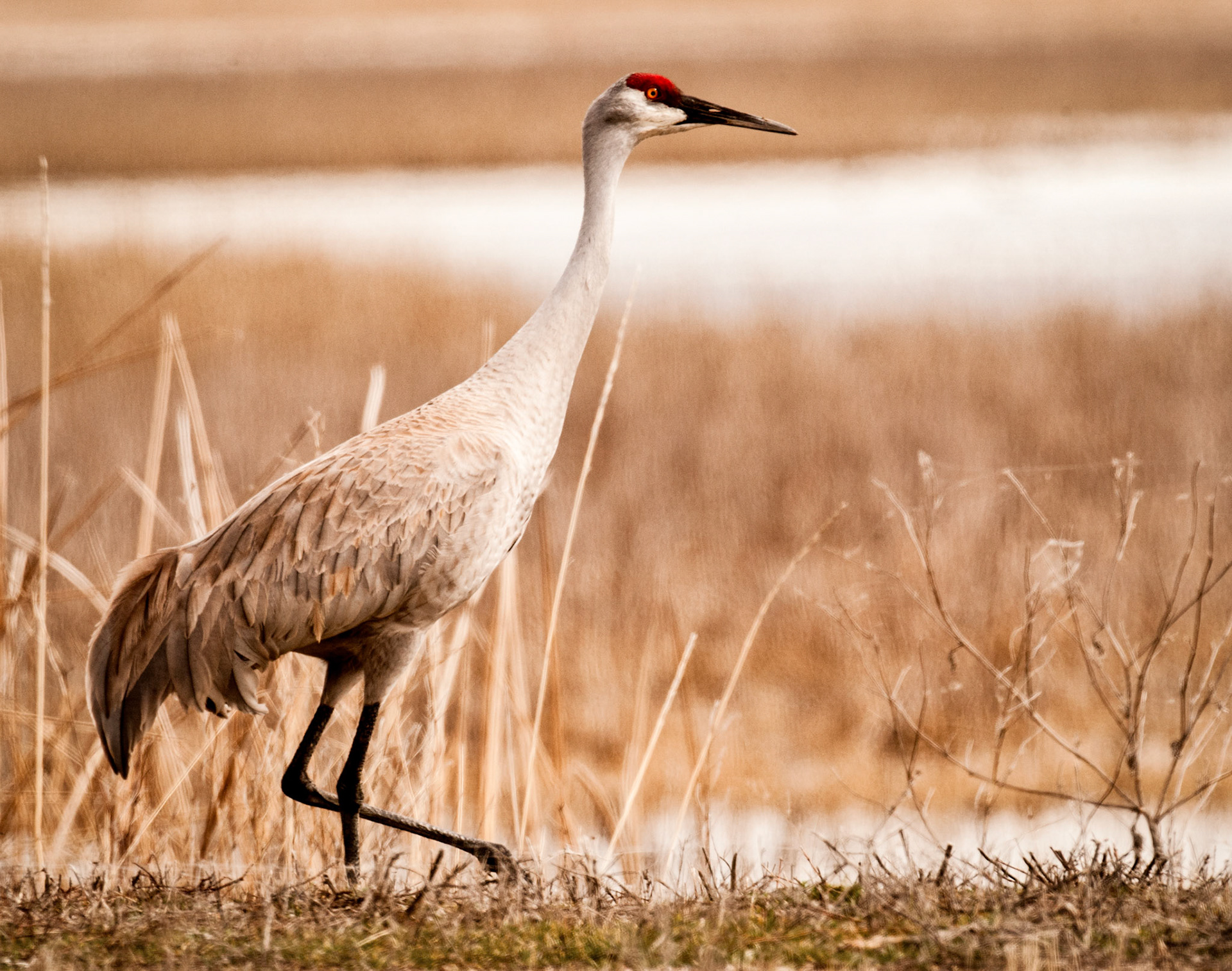 Sandhill Crane - Bear River Migratory Bird Refuge