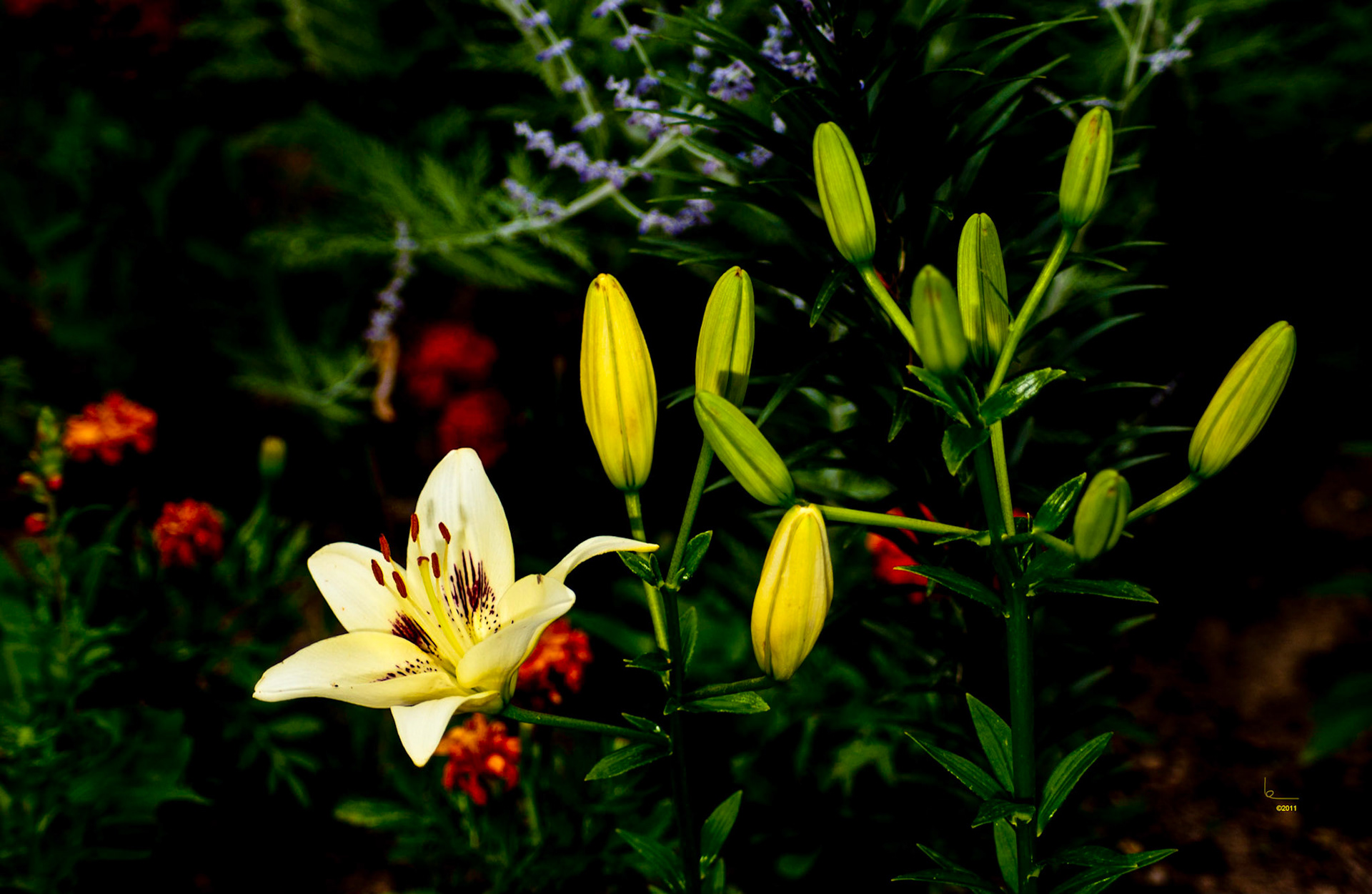 Yellow Lilies