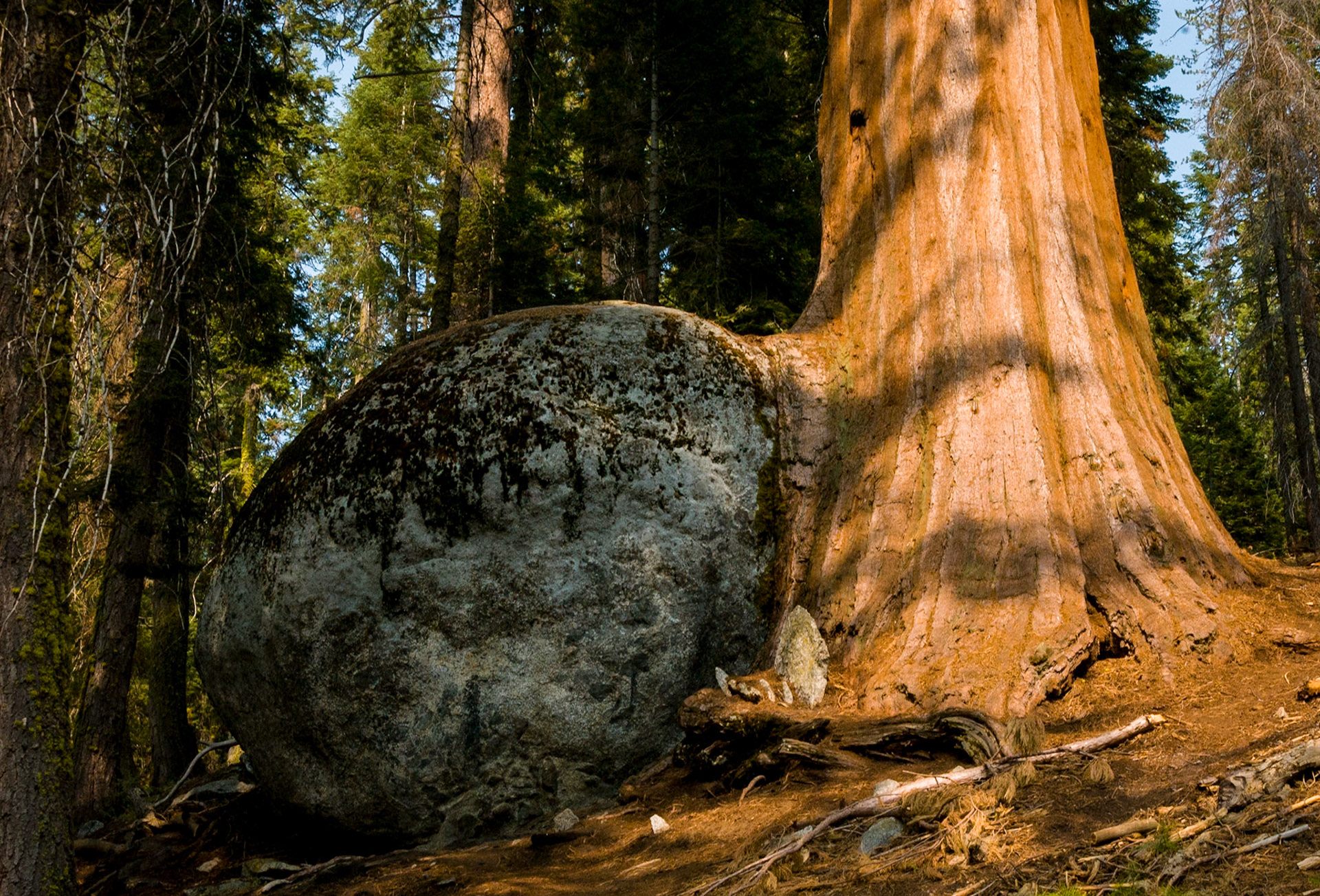 Boulder & Tree - Sequoia