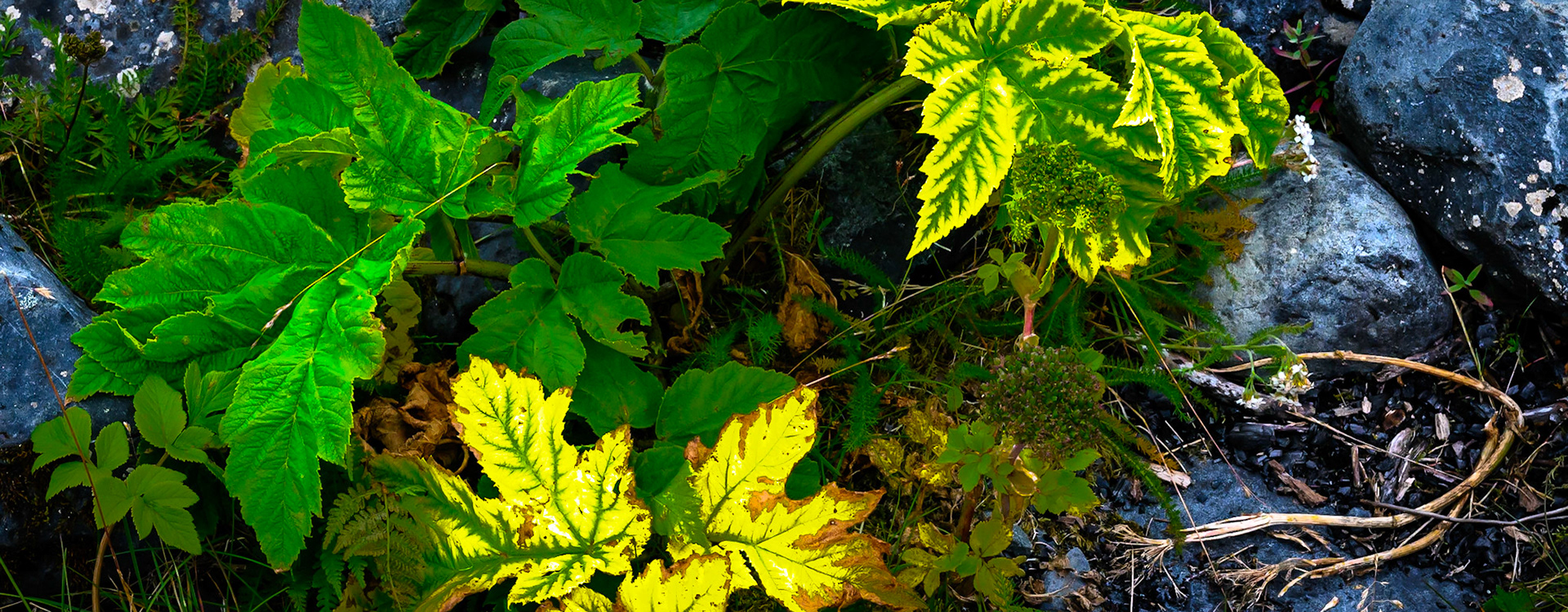 Giant Hogweed