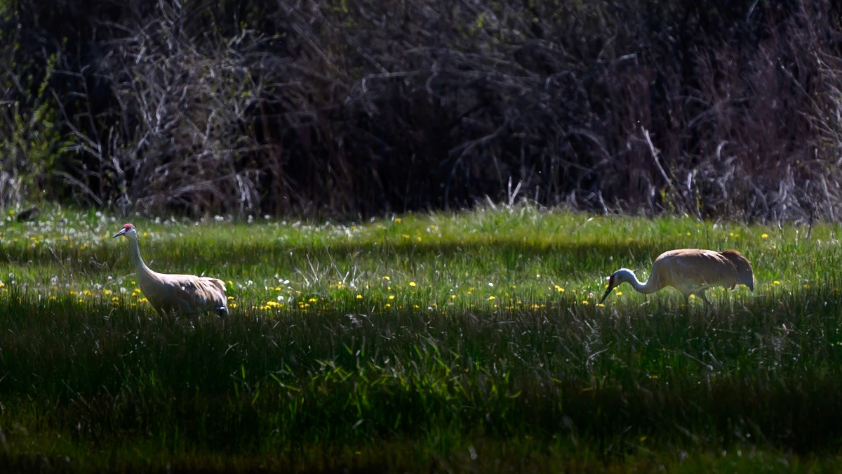 Sandhill Cranes in East Canyon