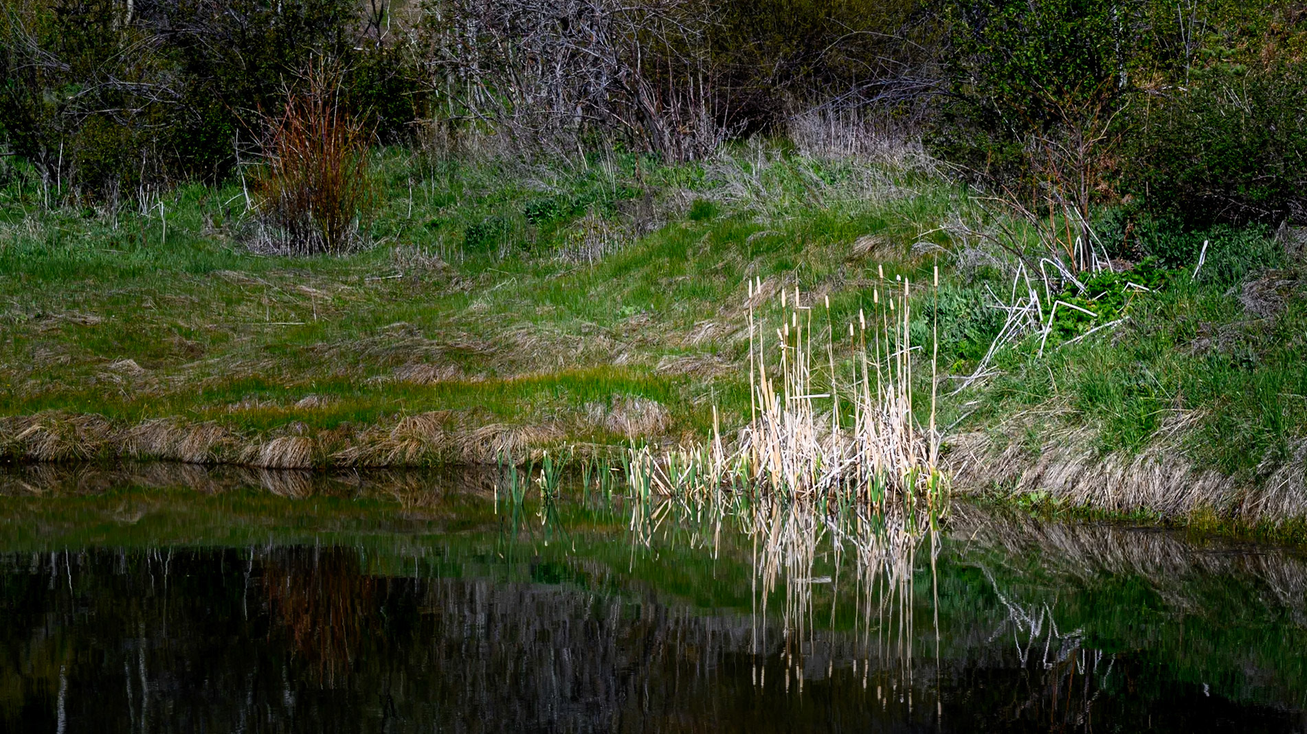 Cattails at the Kid's Pond - East Canyon