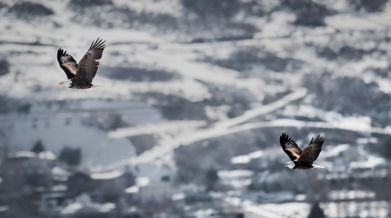 Bald Eagles - Farmington Bay