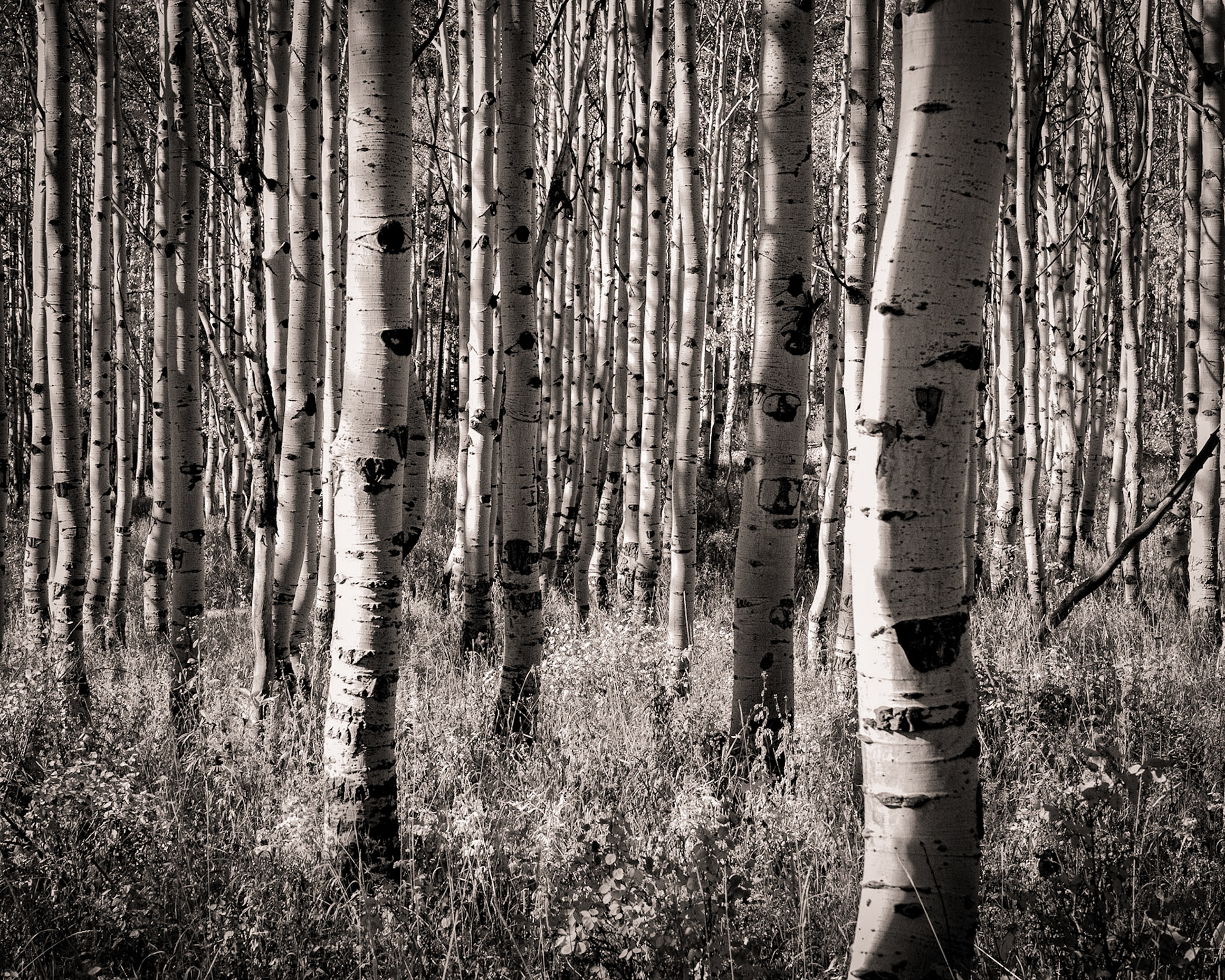 Bonanza Flats - UT (wide)
