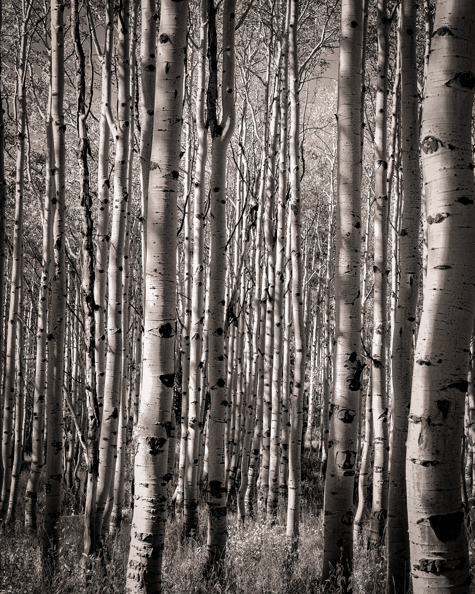 Bonanza Flats - UT (tall)