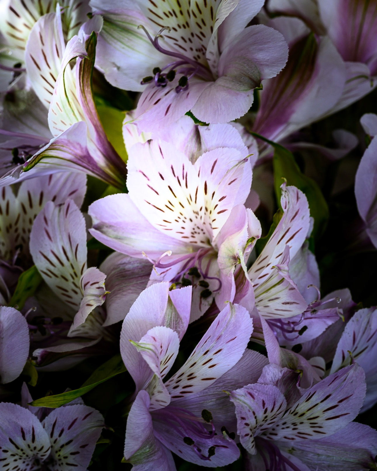 Lavender Peruvian Lilies