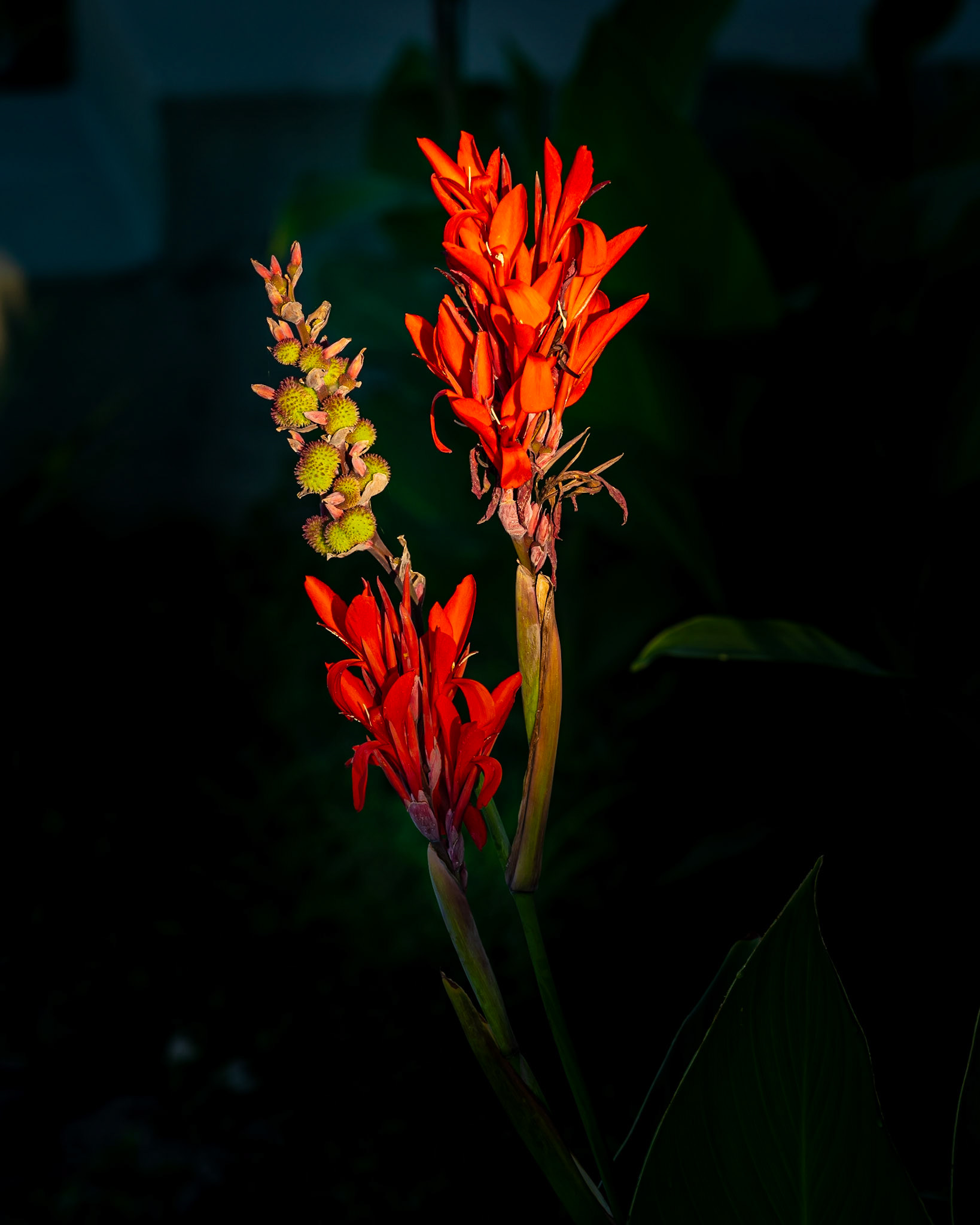 Red Canna Lily
