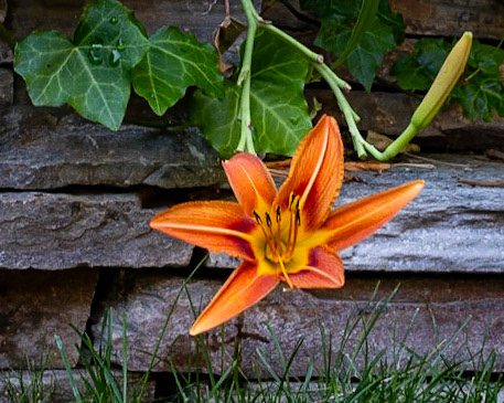 Day Lily and Rock Wall