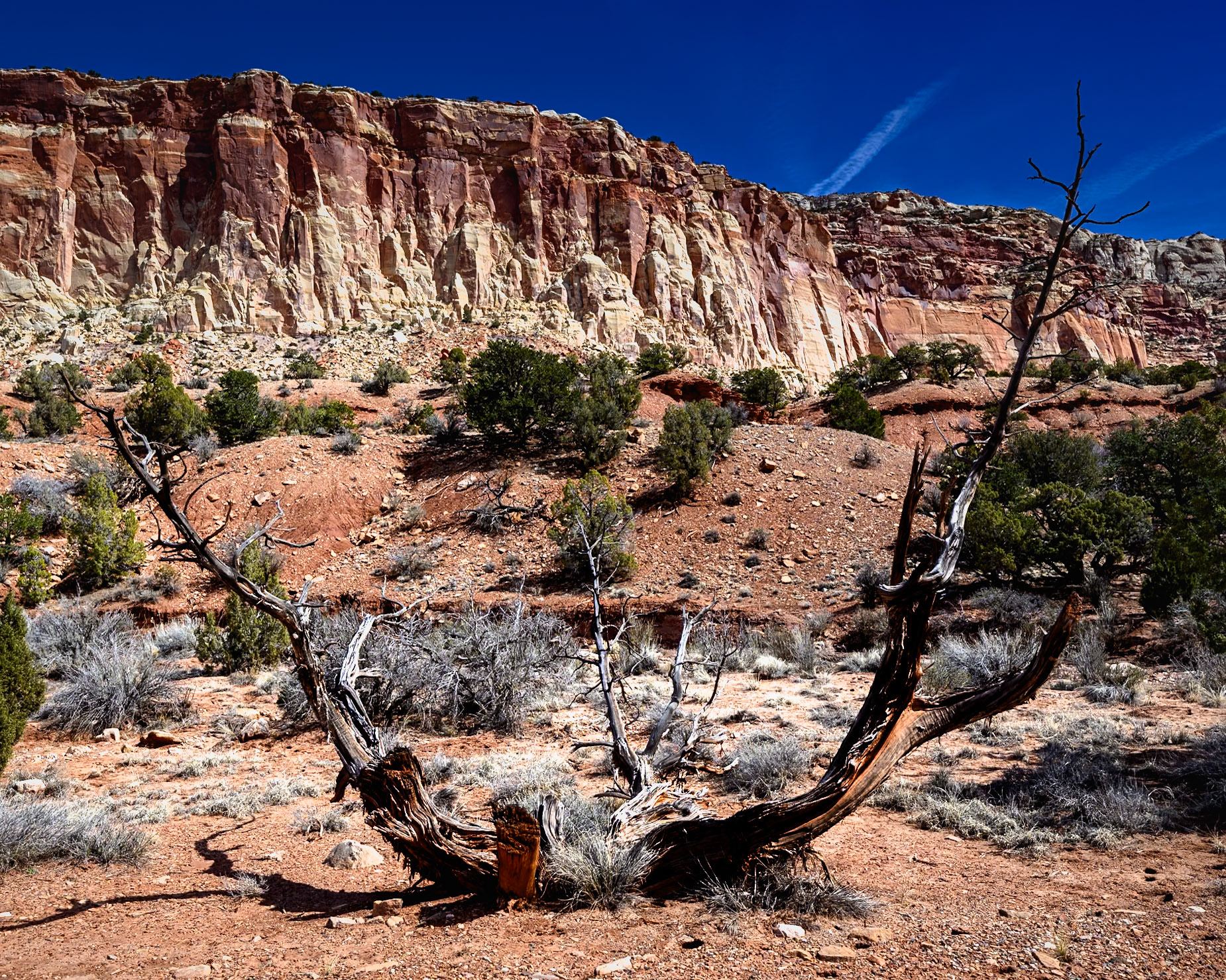 Dead Branches - Capitol Reef Nat'l Park