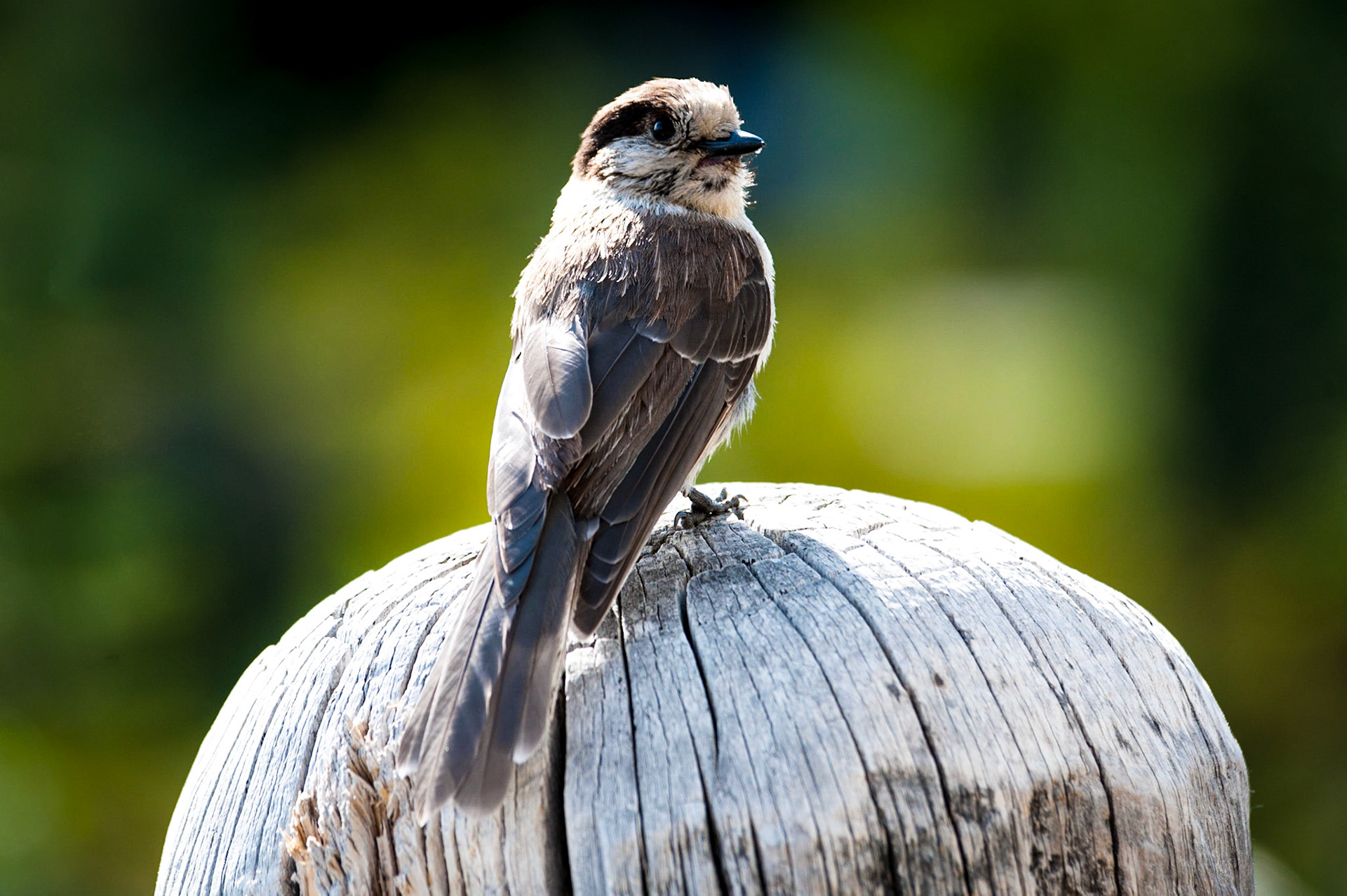 Hammond's Flycatcher - Mt Rainier NP