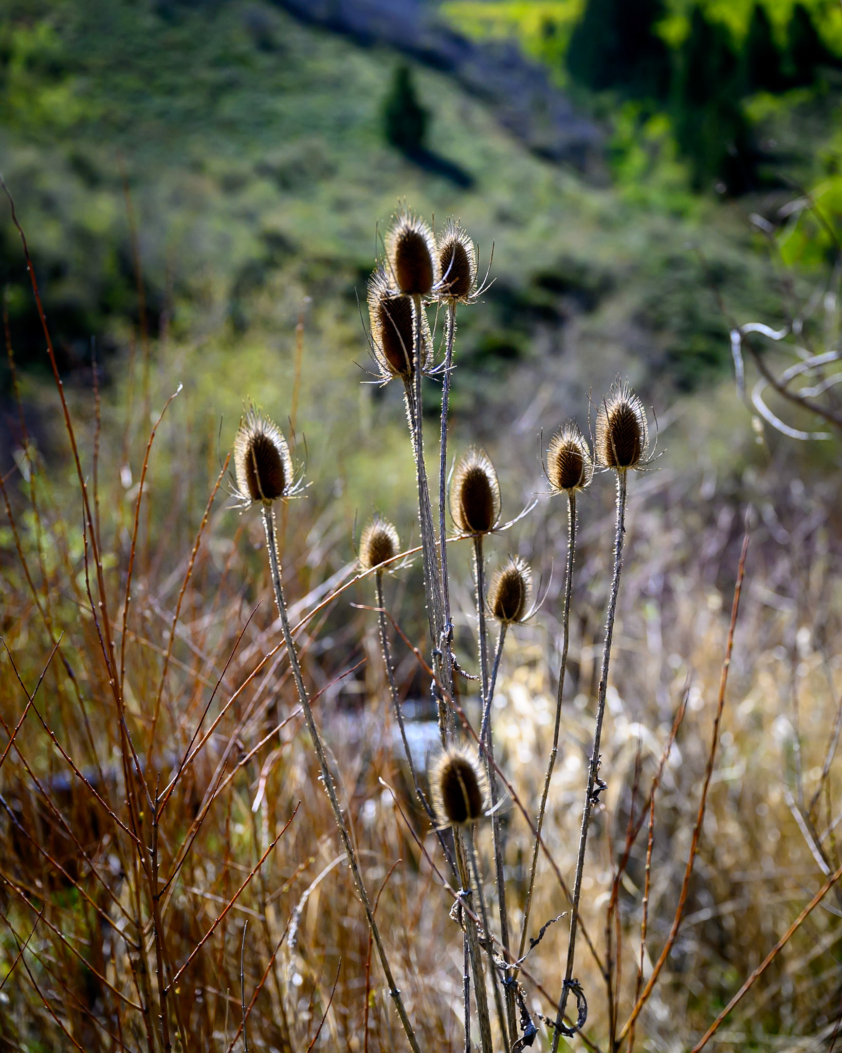 Teasle at Mormon Flats