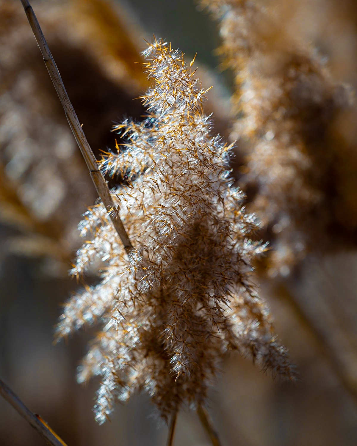 Phragmites on Warm Springs Road