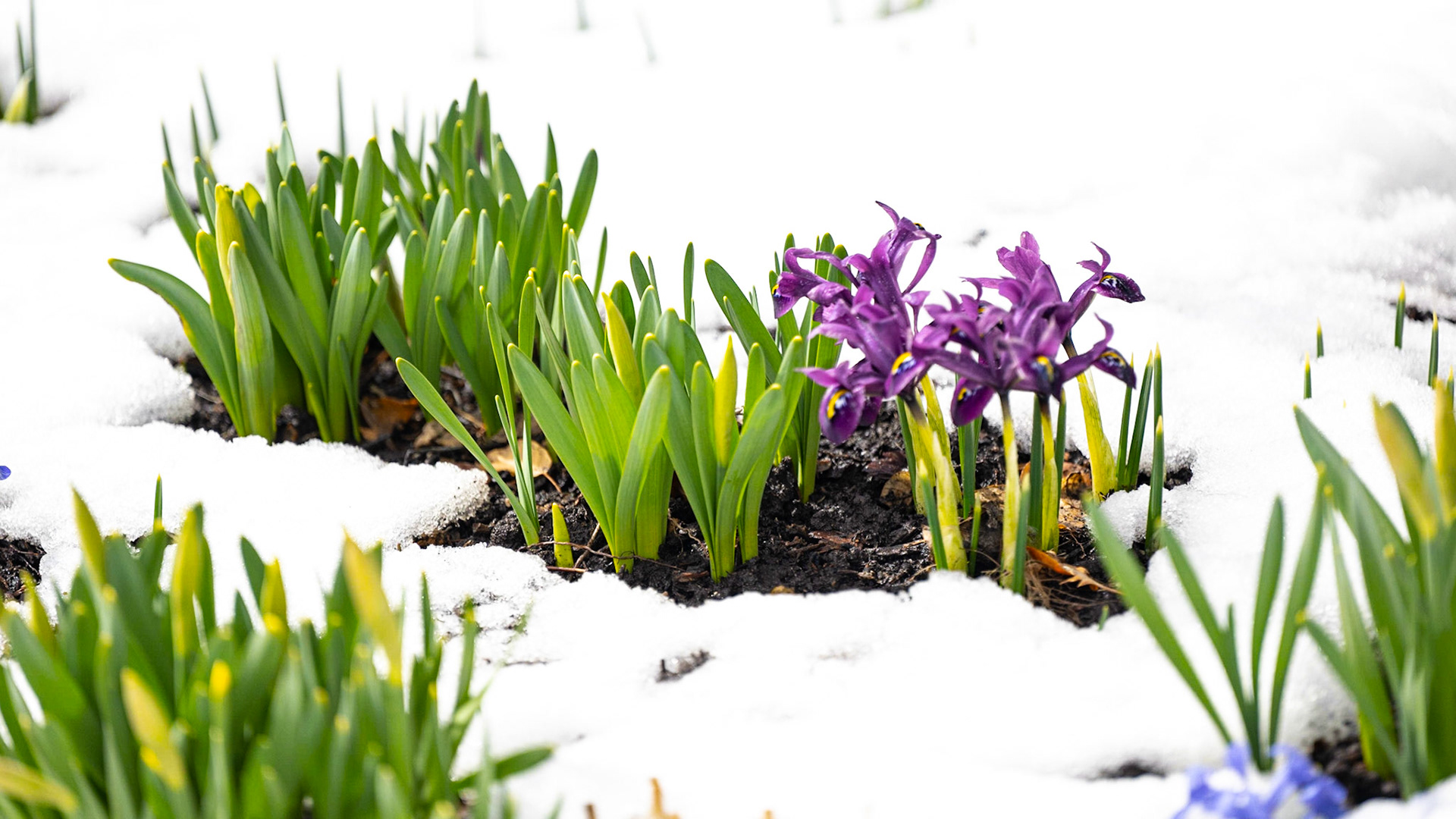 Red Butte Snow Buds