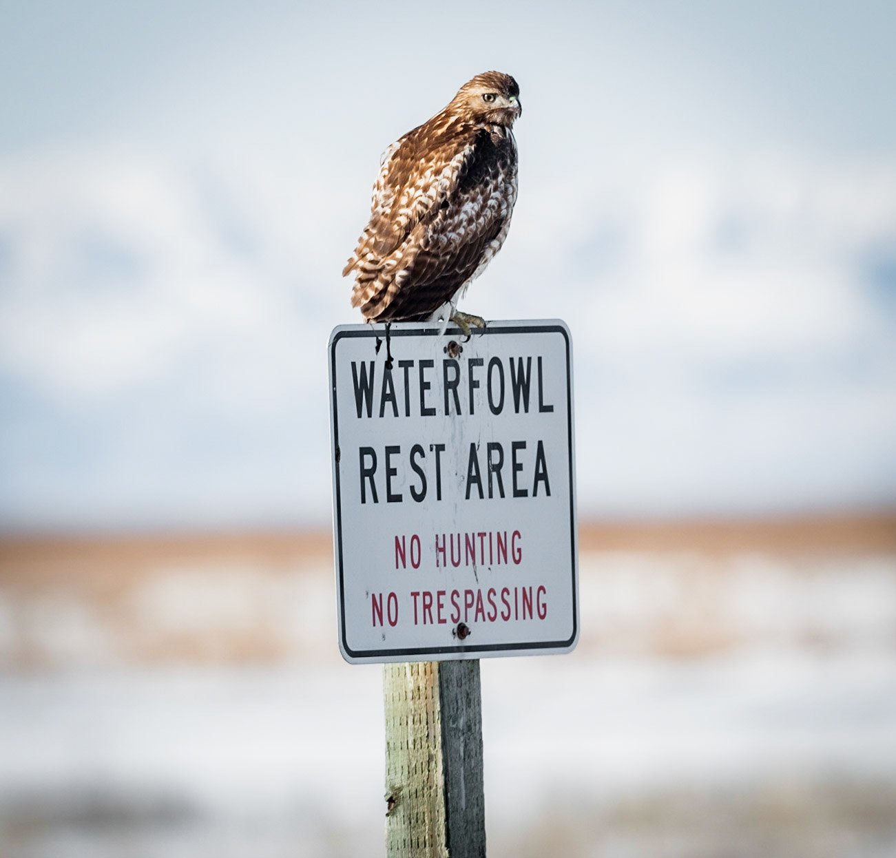 Ferruginous Hawk - Farmington Bay