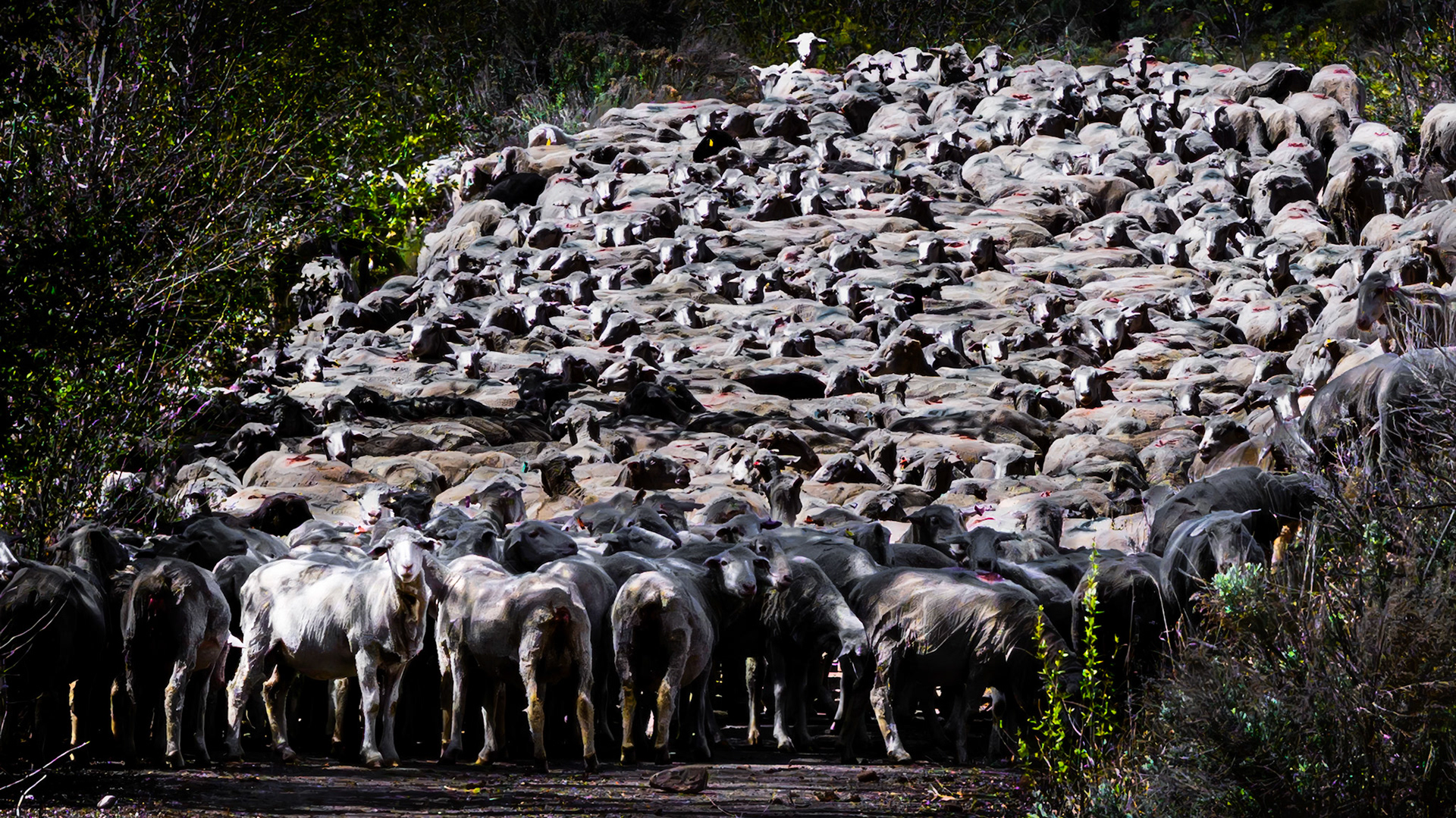 Sheep - East Canyon
