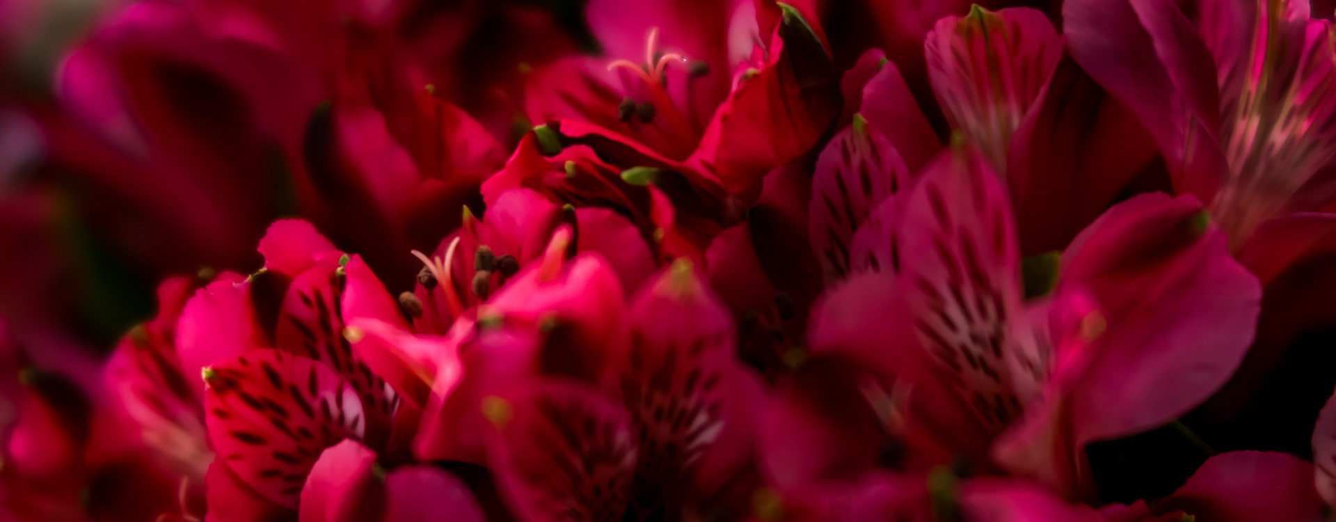 Peruvian Lilies