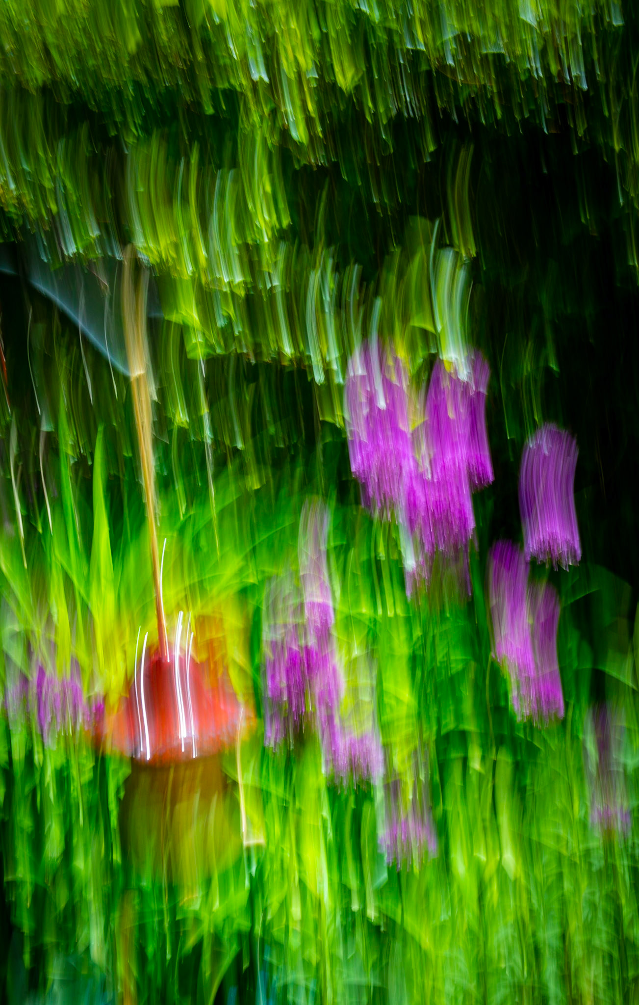 Steve in the garden - ICM