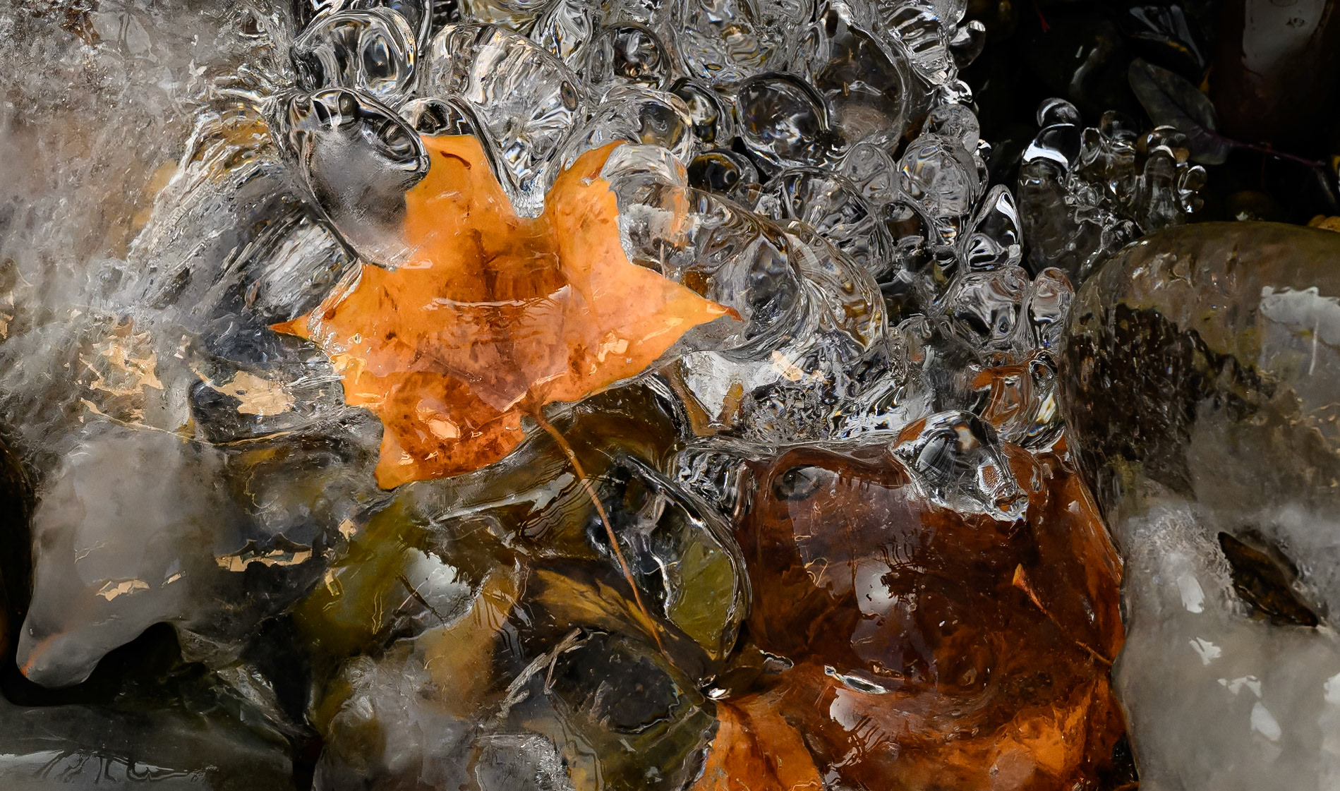 Icy Leaf