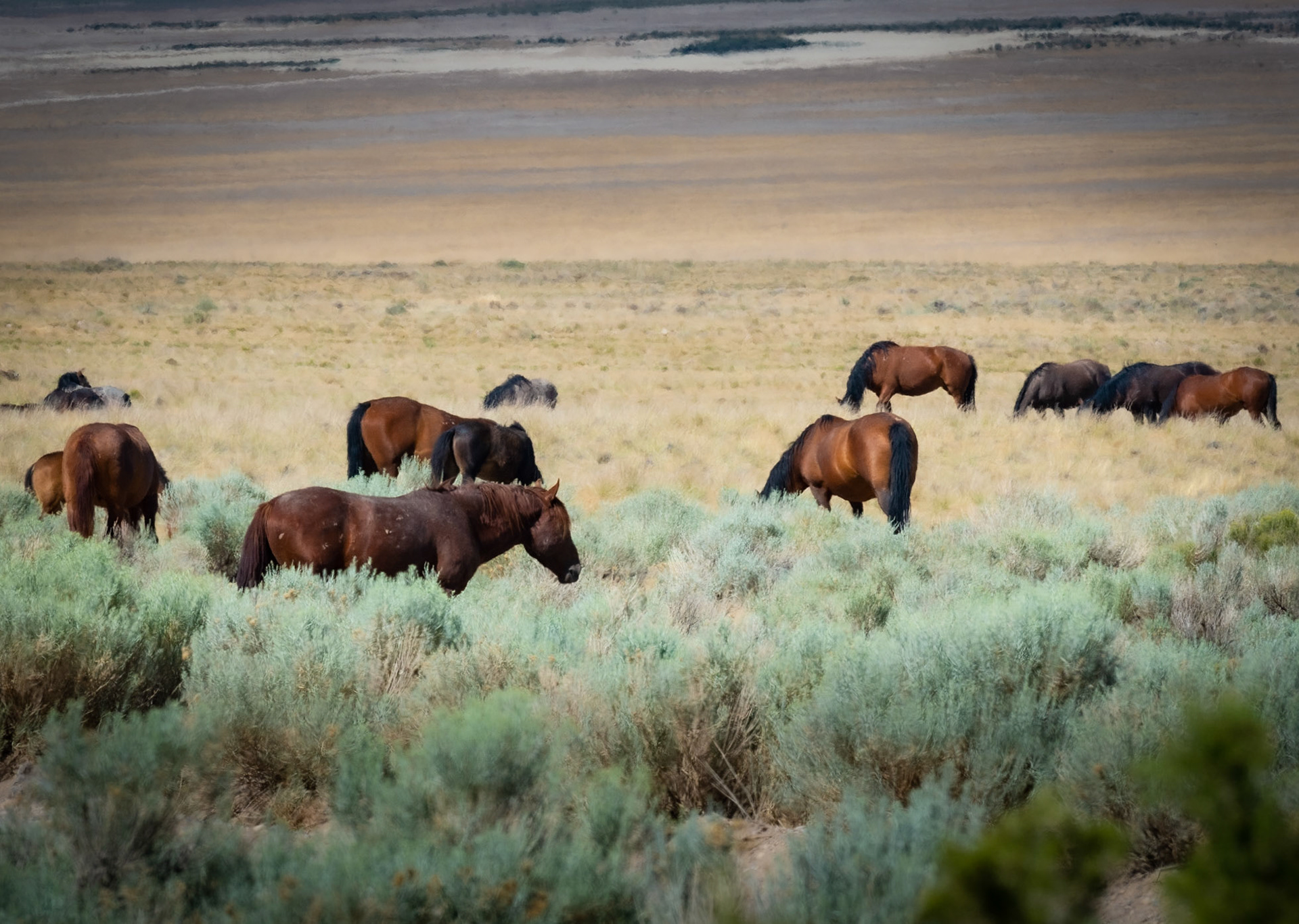 Wild Horses - Simpson Springs, UT