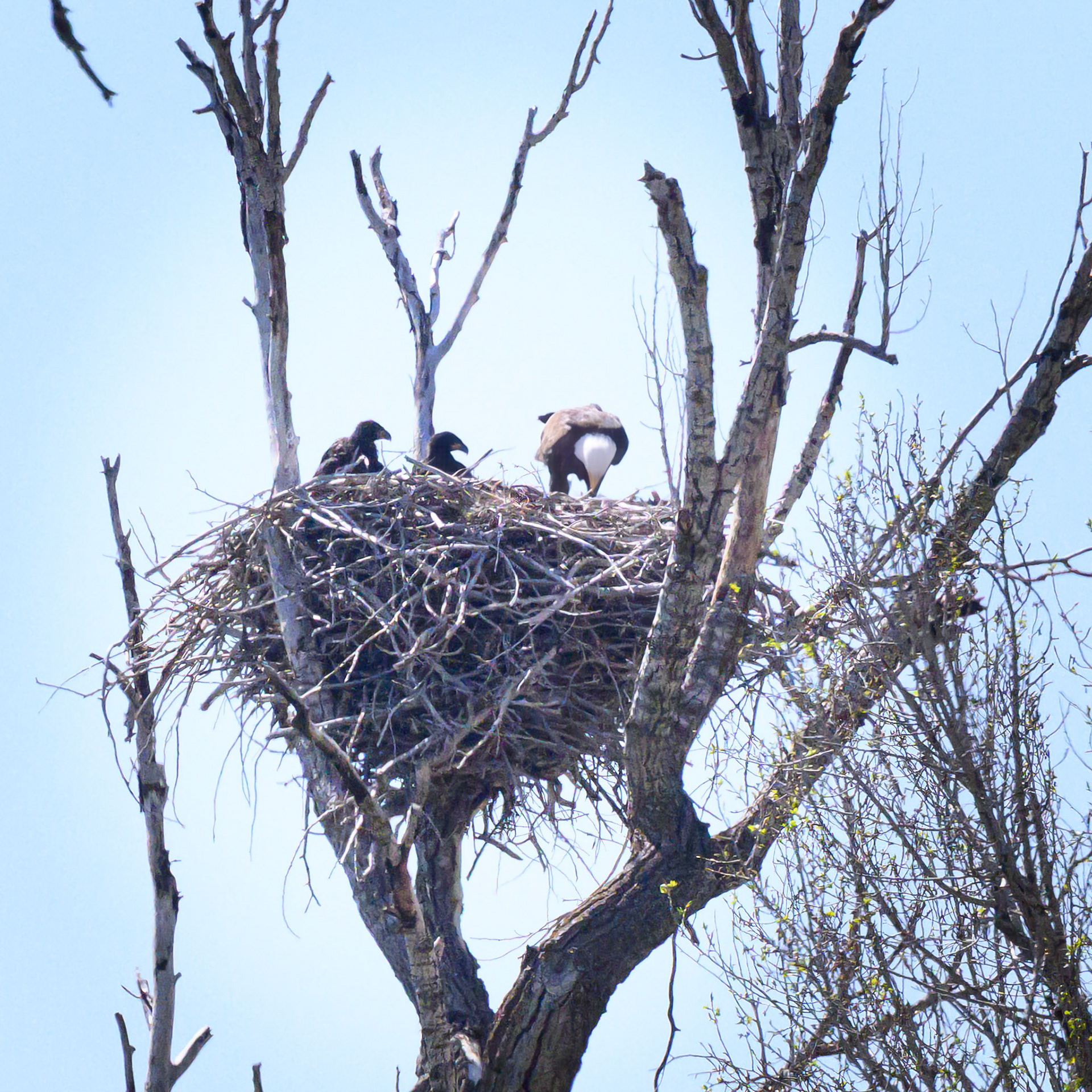 Bald Eagle Nest in East Canyon