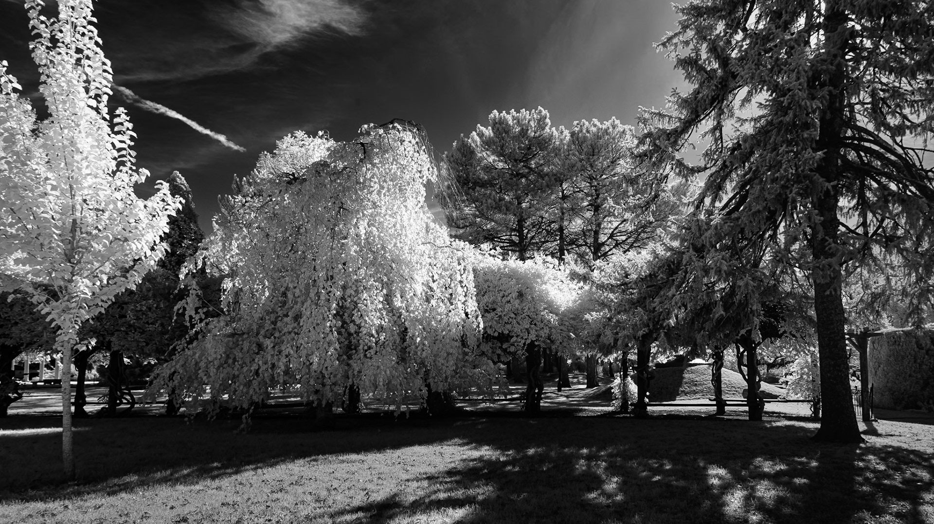 International Peace Garden - Trees (IR)