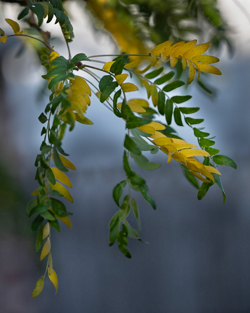 Honey Locust Transition - West Valley, UT