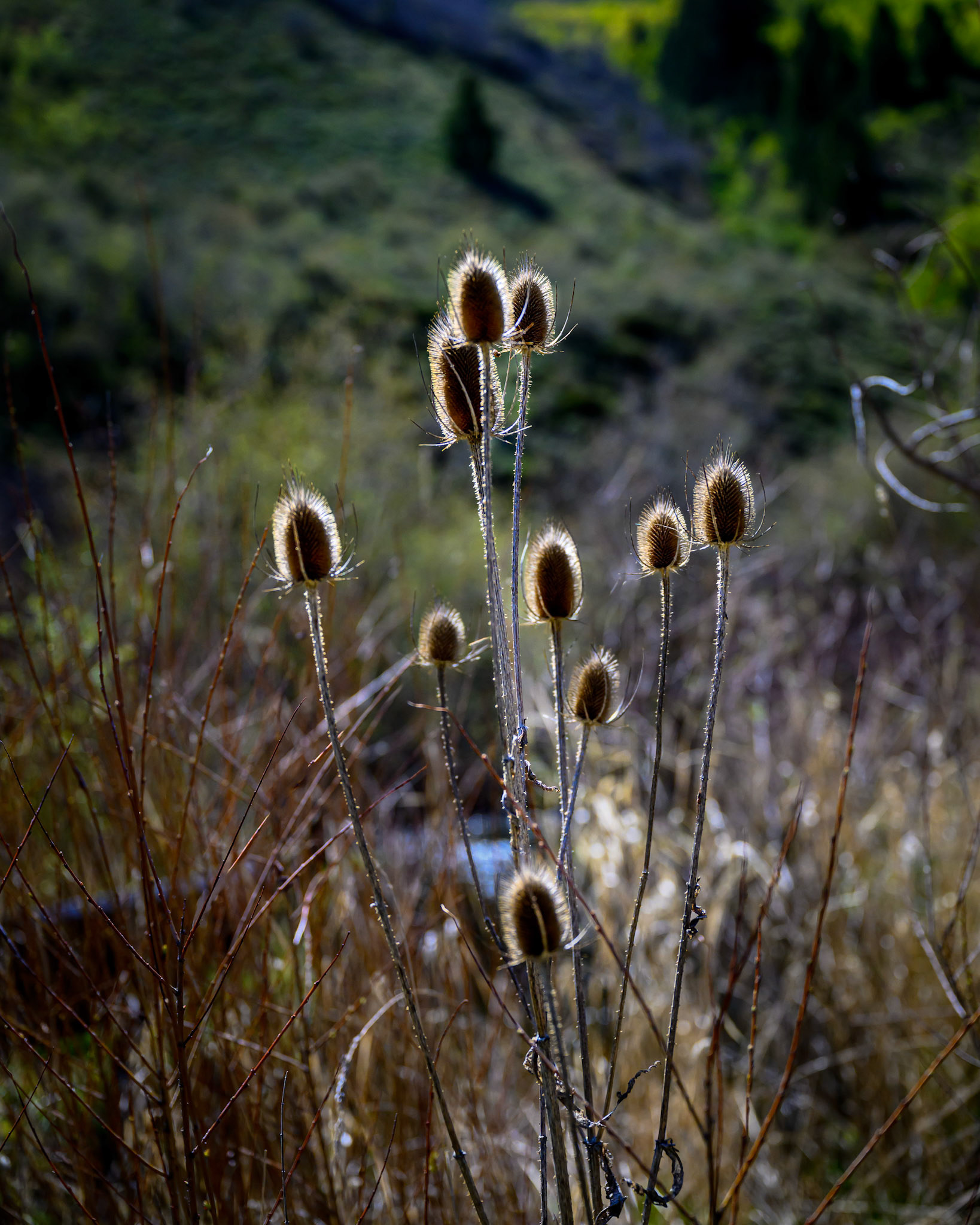 Teasle at Mormon Flat