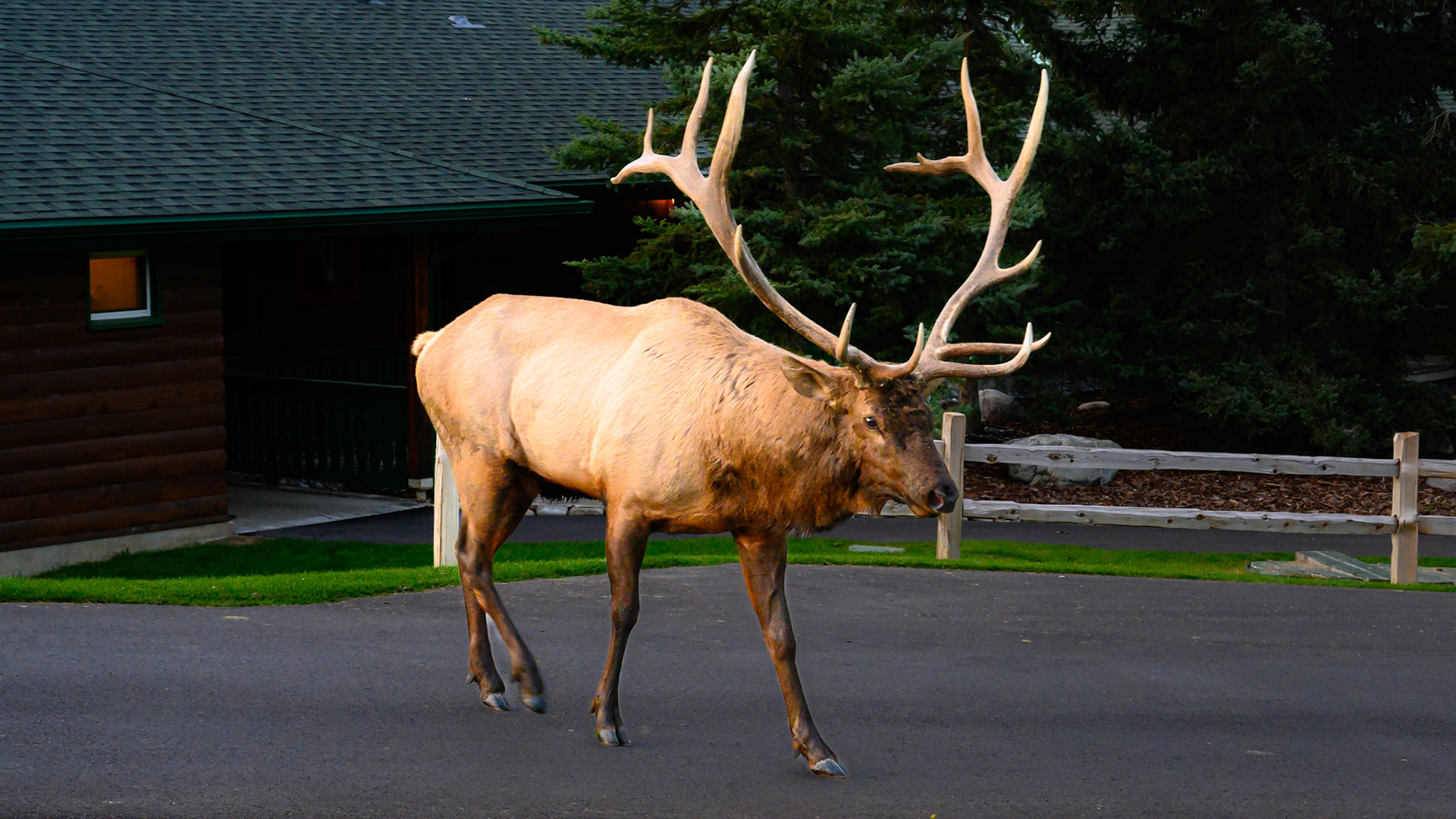 Jasper Park Wapiti