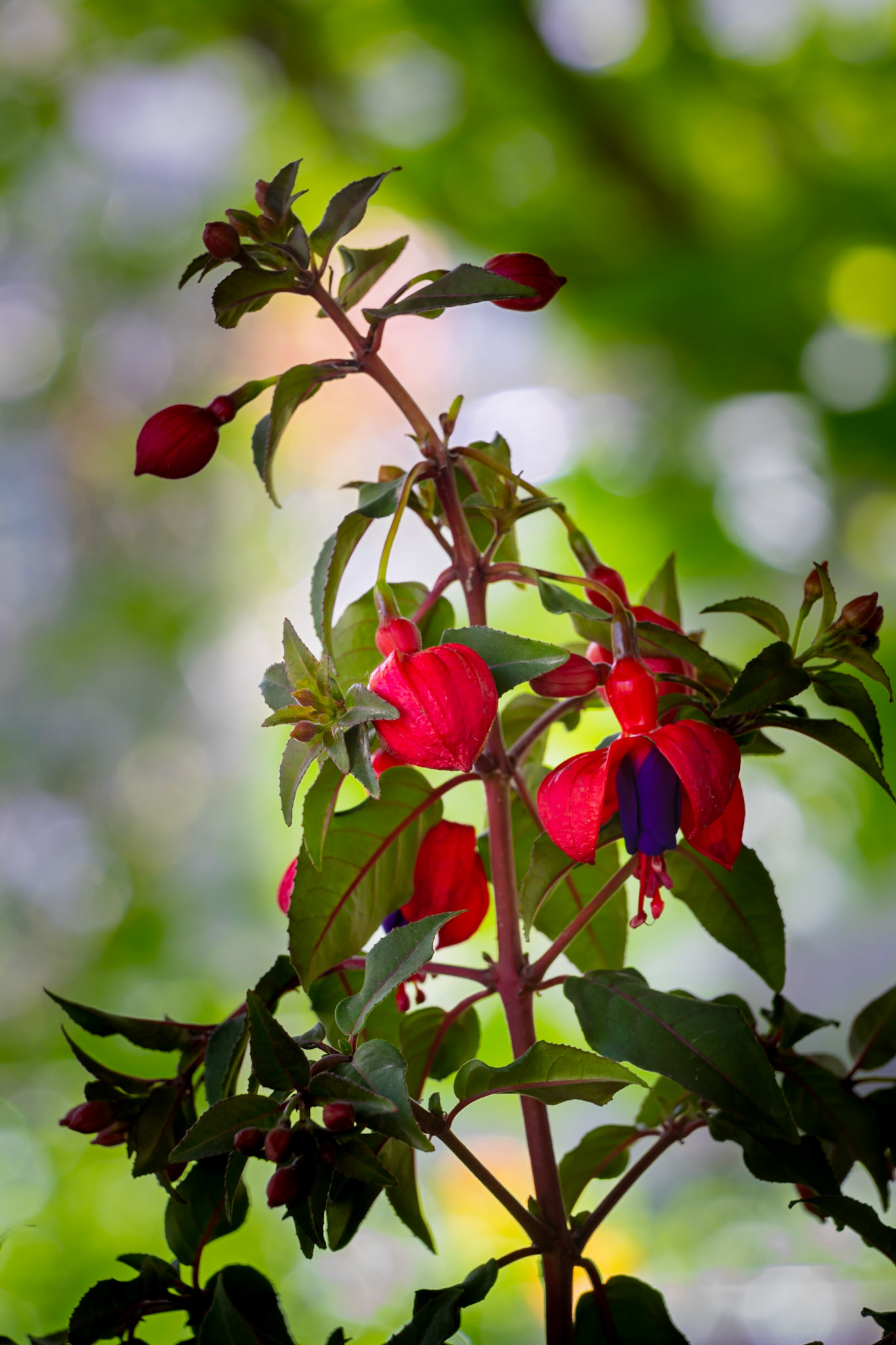 Fuchsia - West Valley, UT