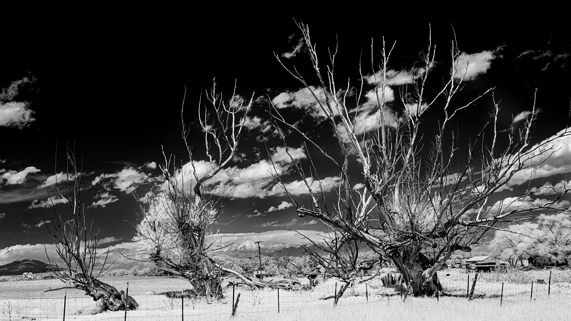Clover Ghost Trees - Rush Valley, UT