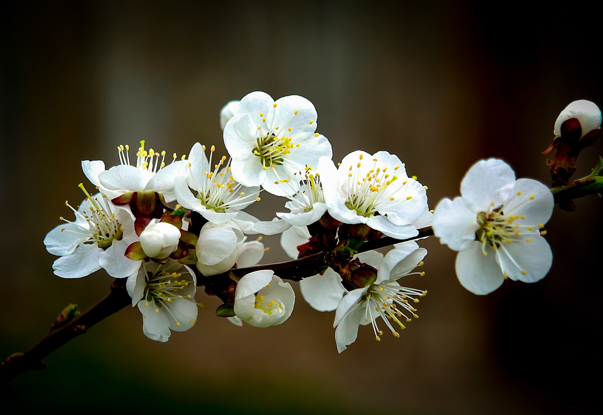 Apricot Blossom