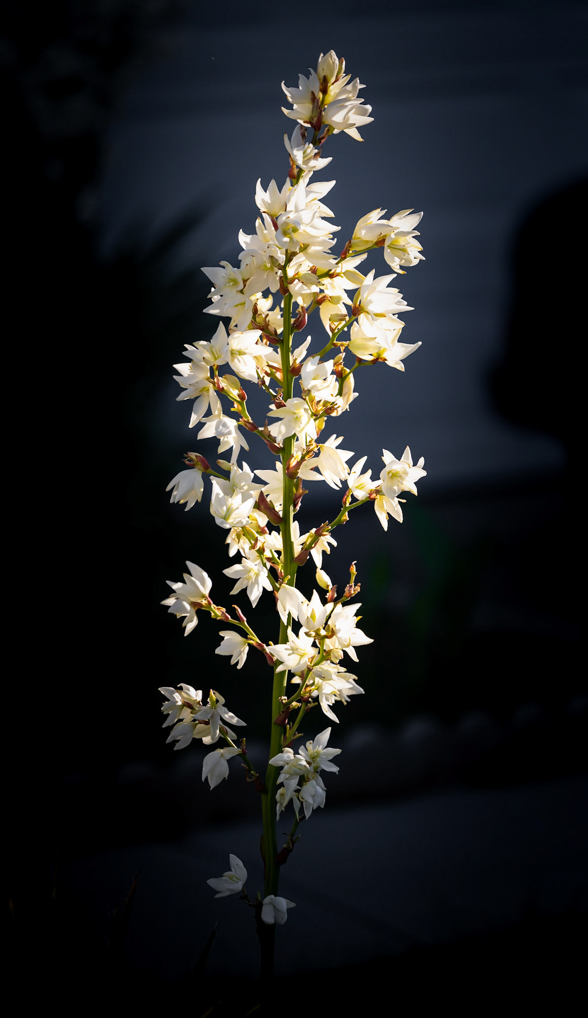 Yucca - West Valley, UT