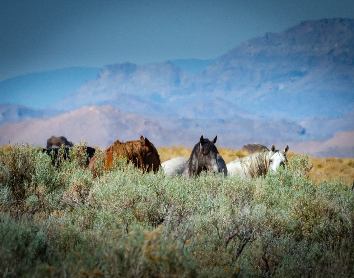 Wild Horses - Simpson Springs, UT