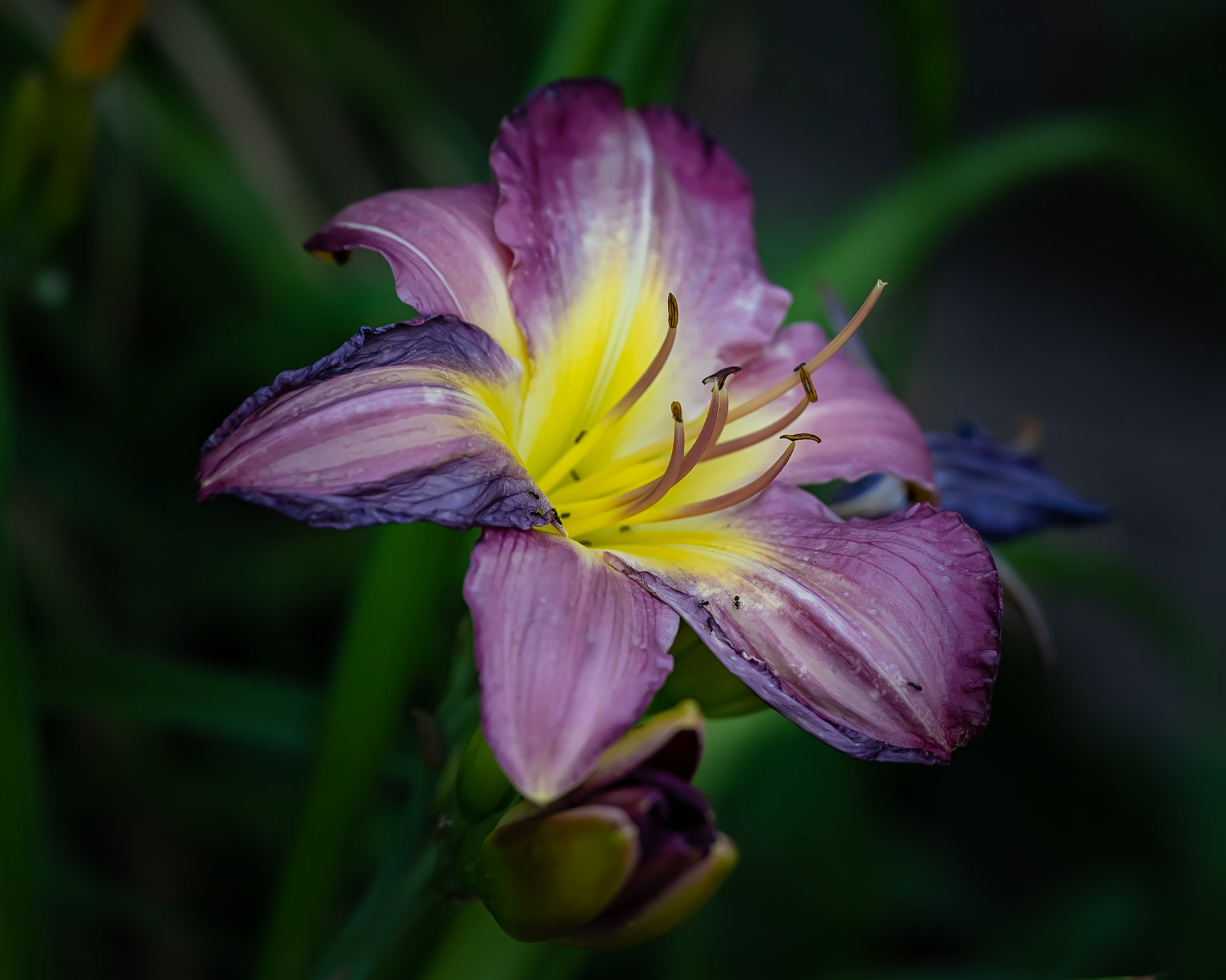 Purple Lily and Ants