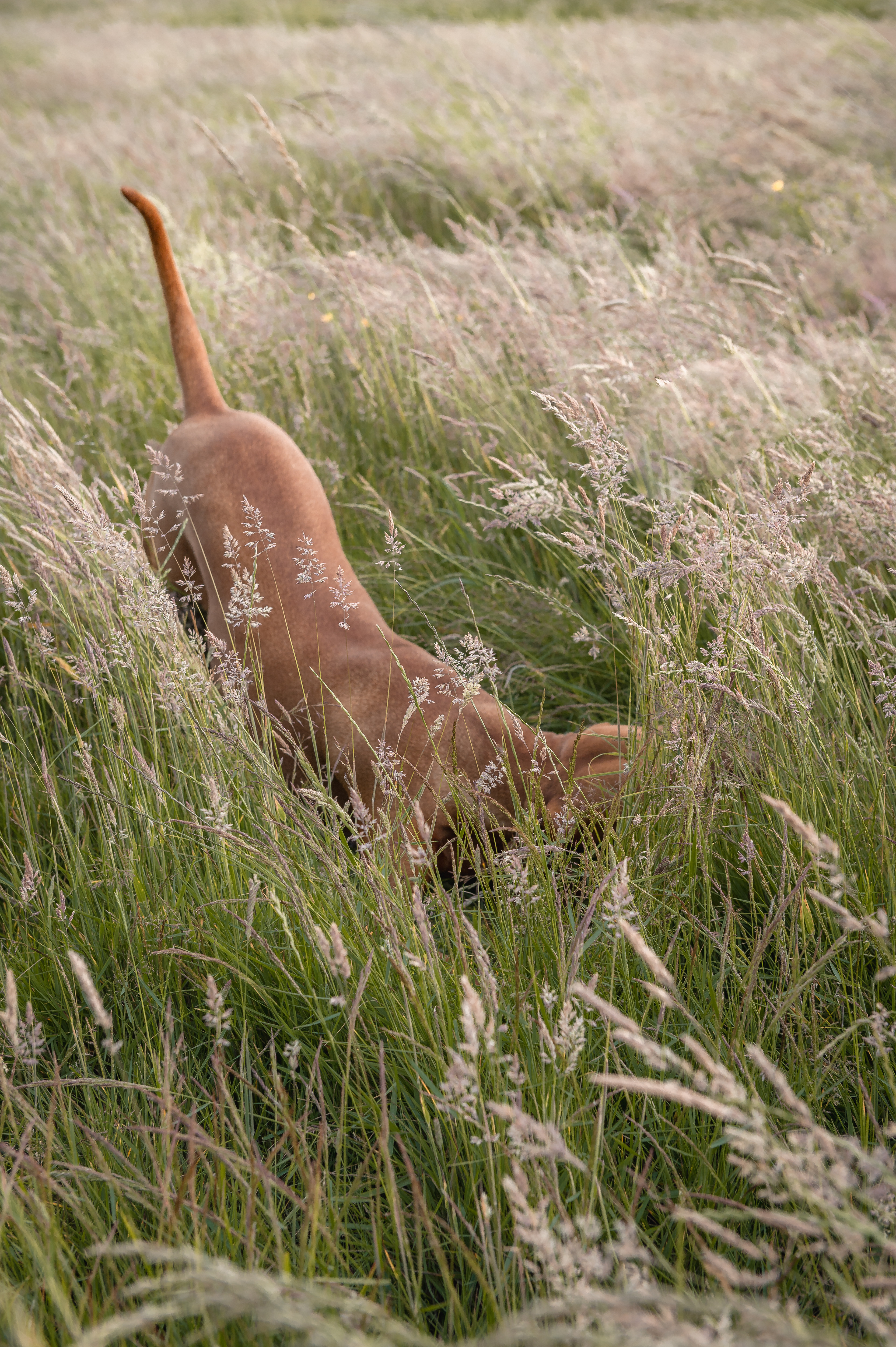 Hunter