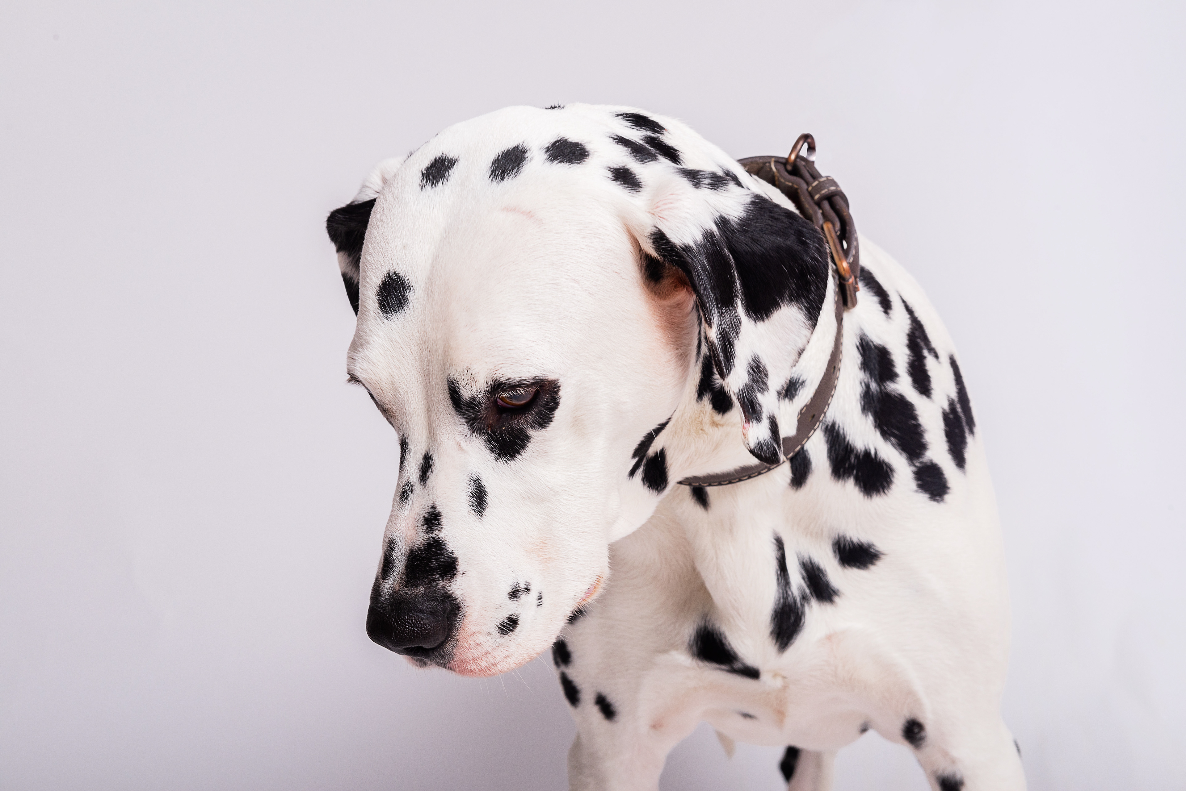 Pongo