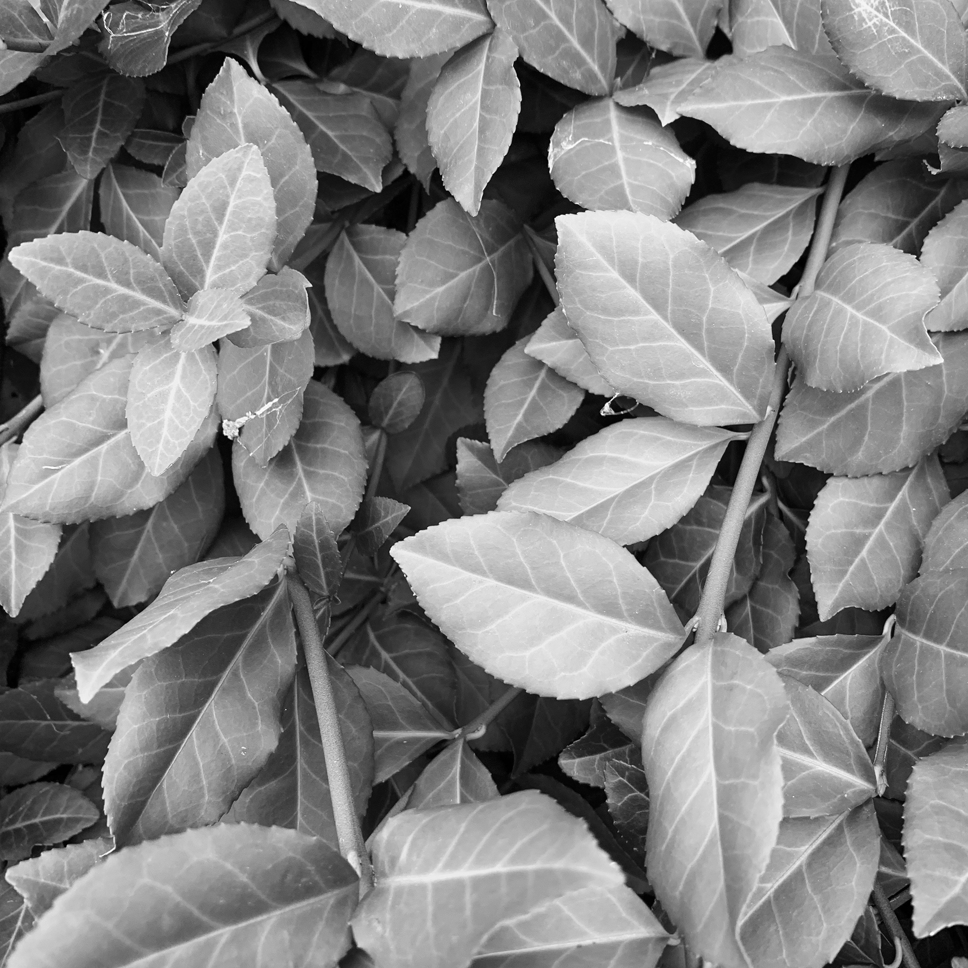 Leaves