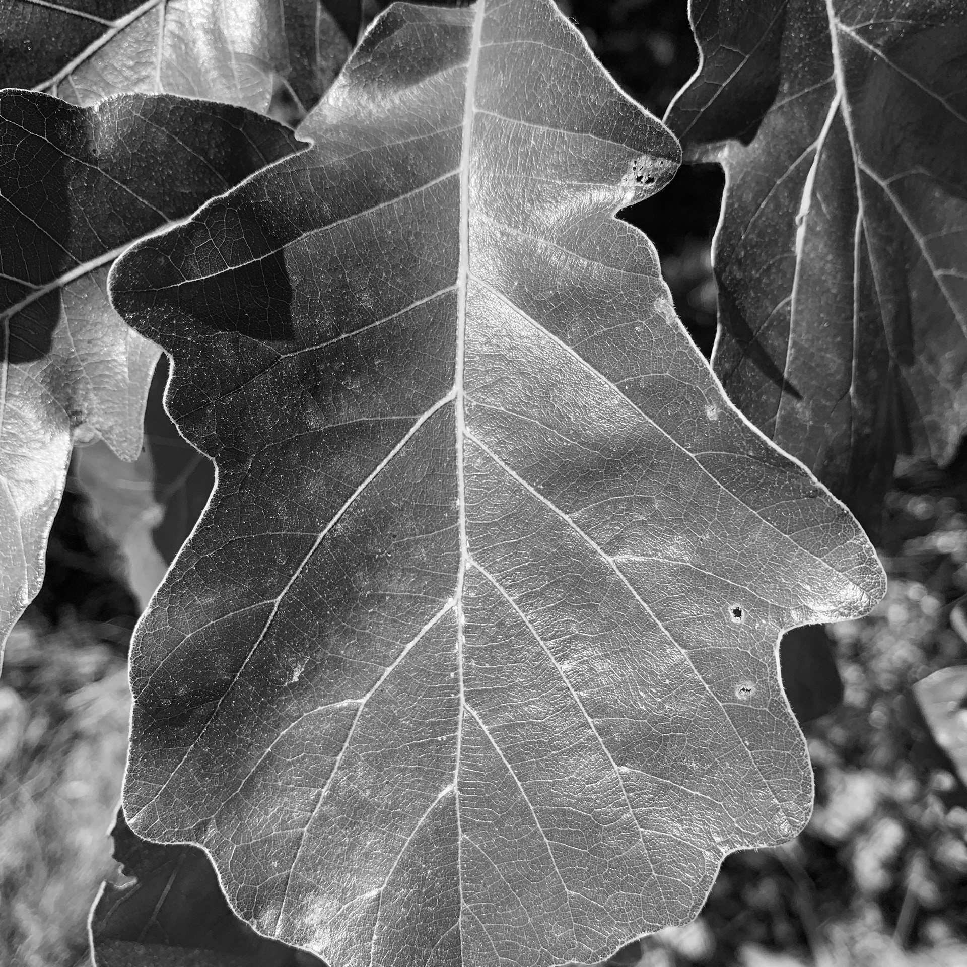 Leaf