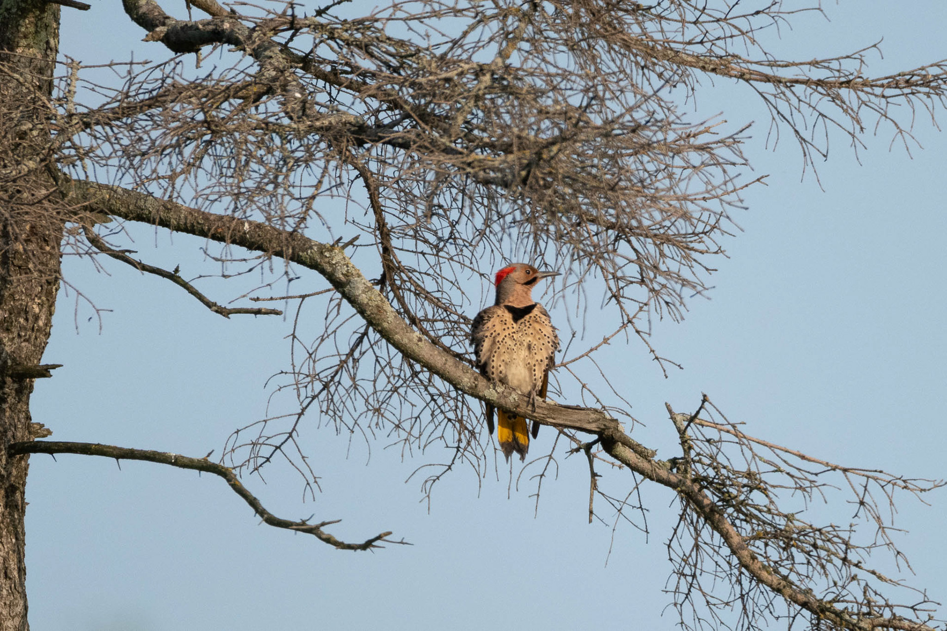 Northern Flicker