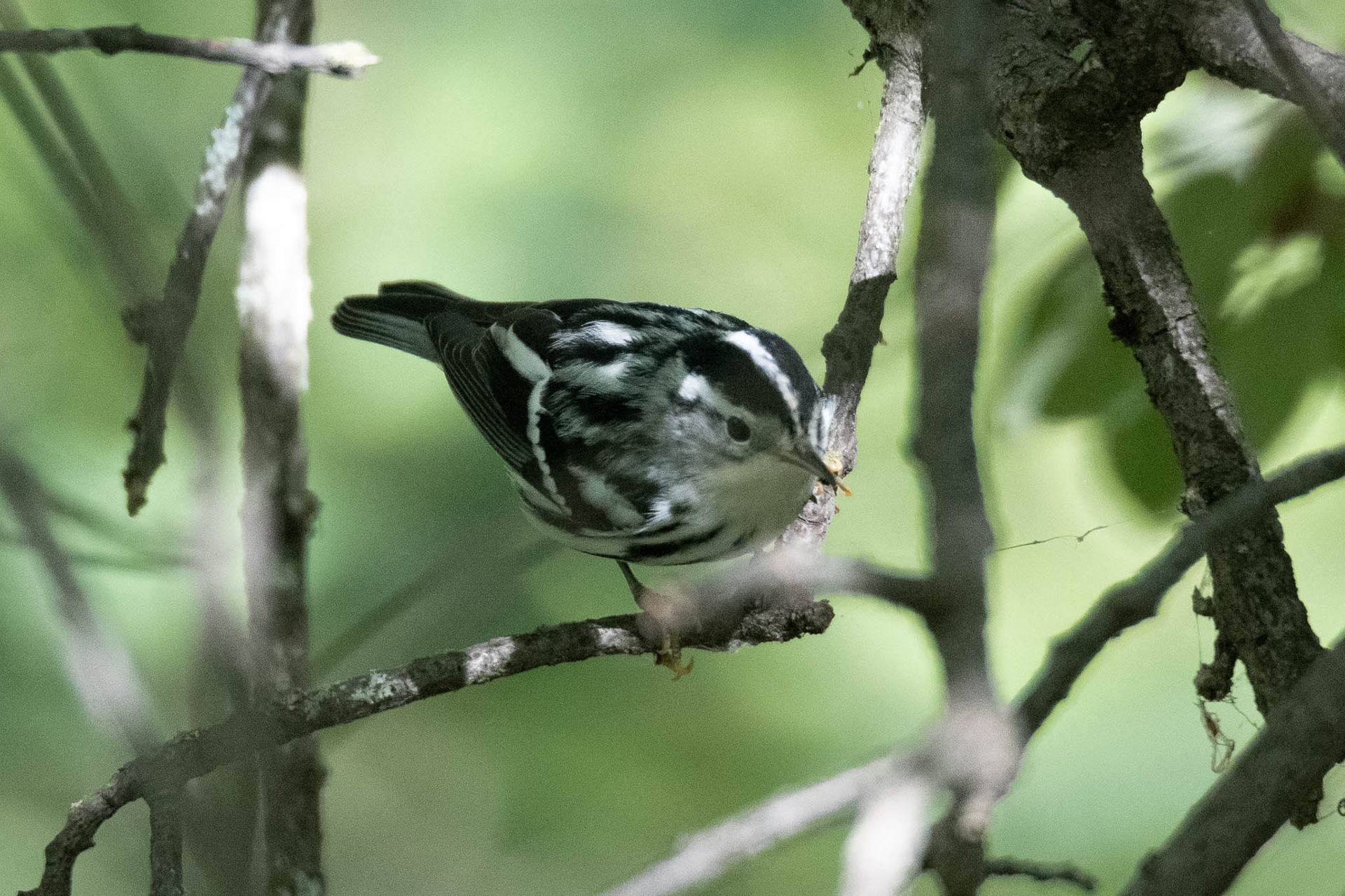 Black and White Warbler