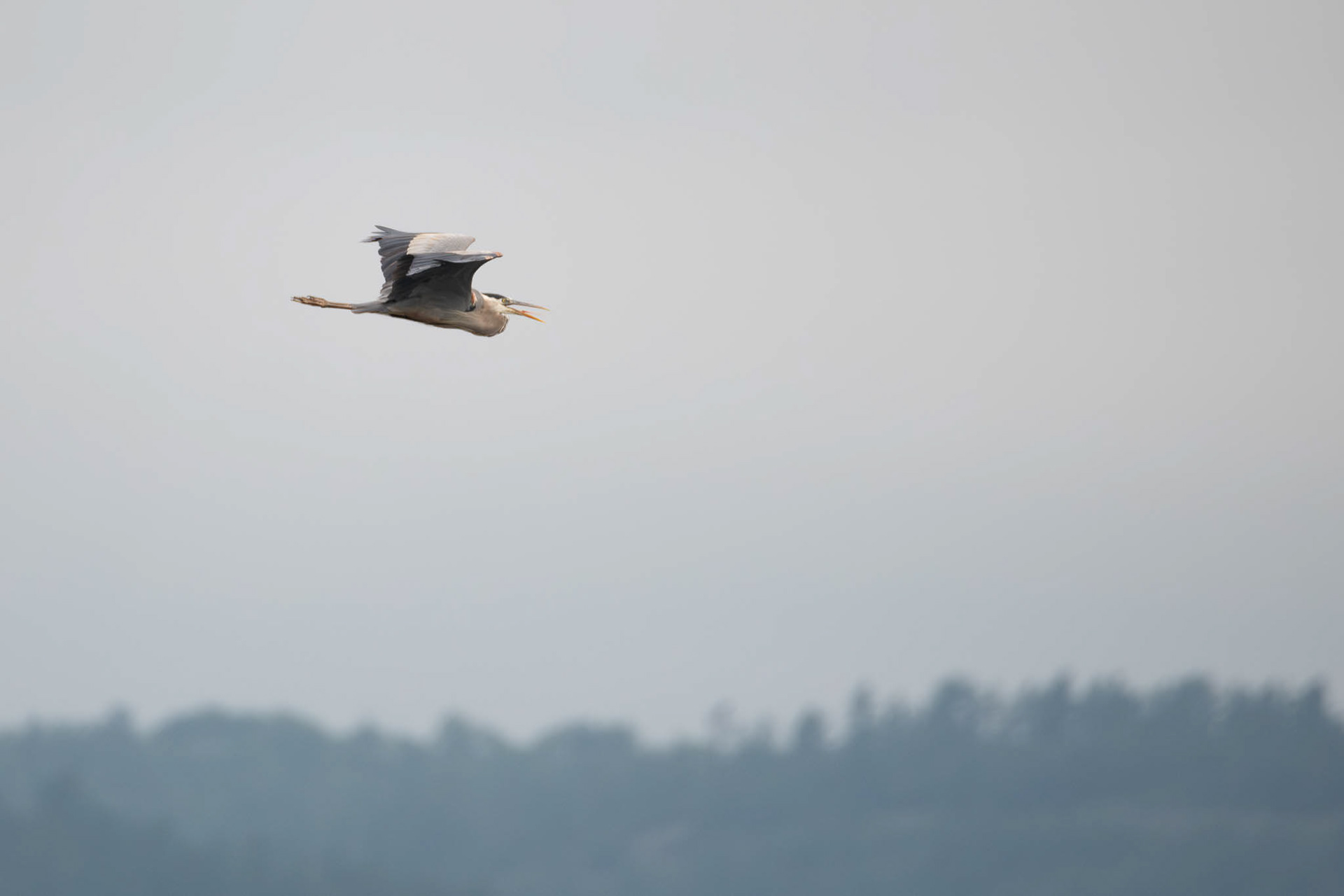 Great Blue Heron