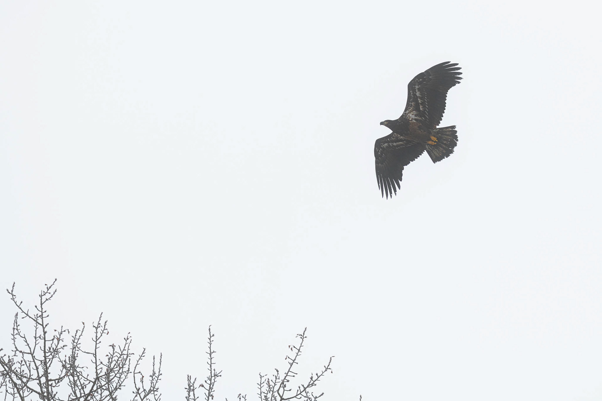 American Bald Eagle (juveneille)