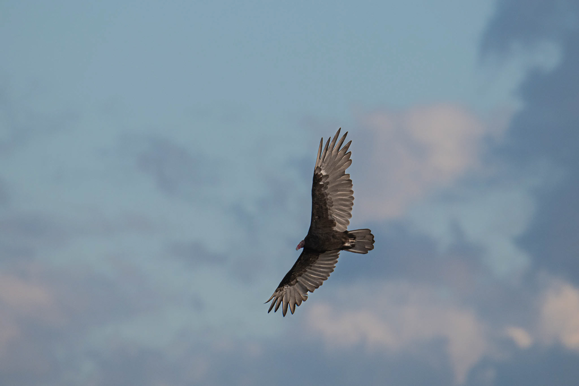 Turkey Vulture