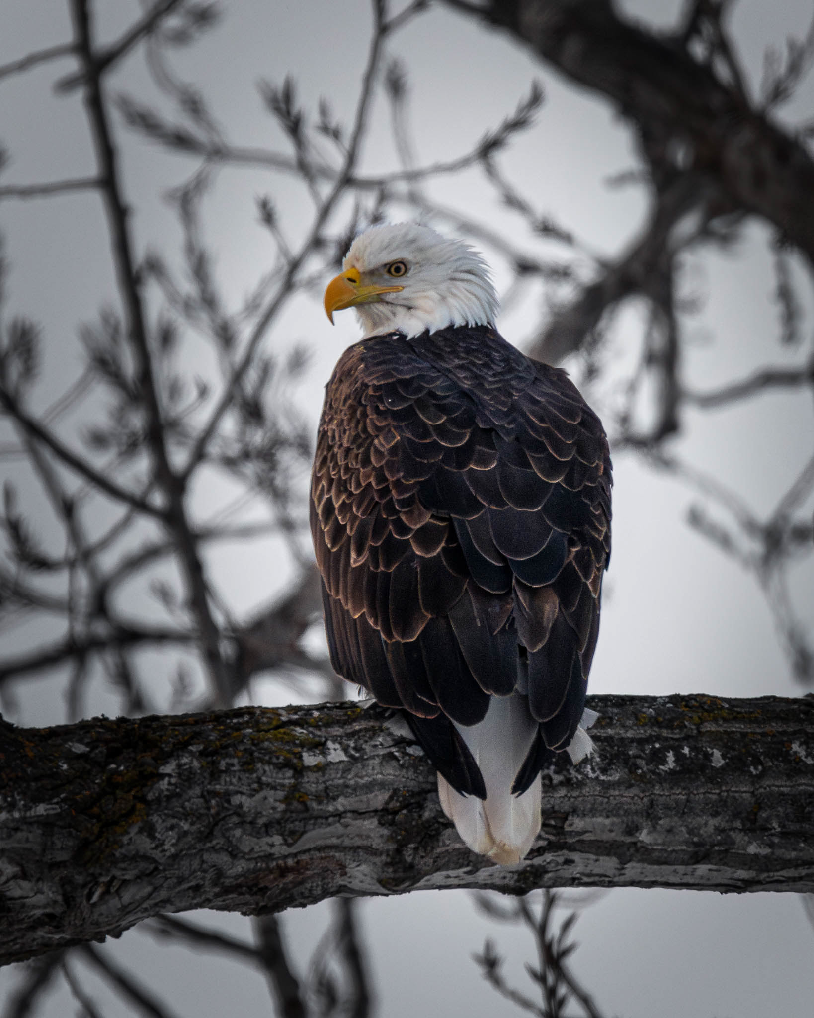 American Bald Eagle