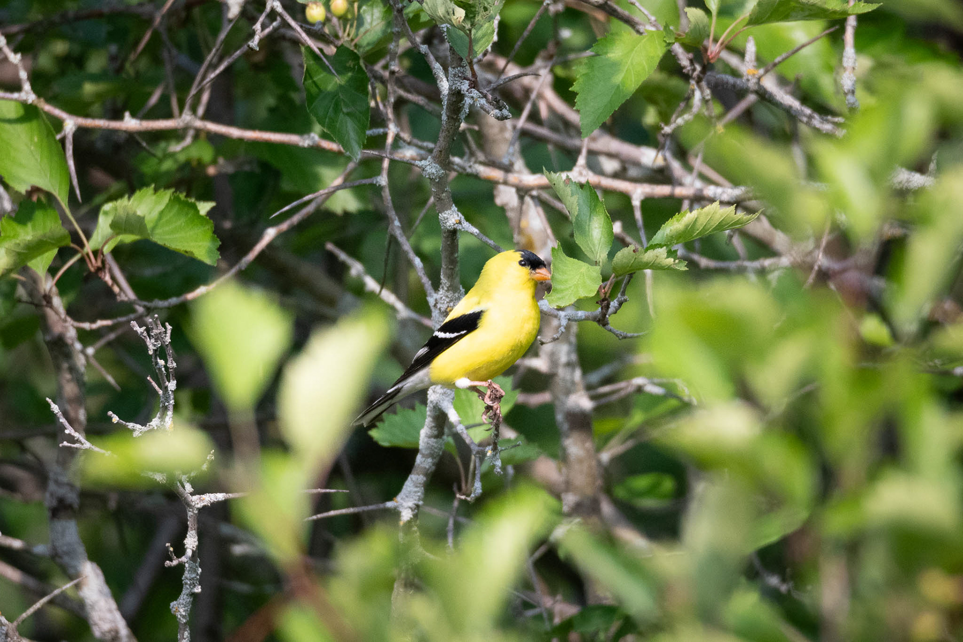 American Goldfinch