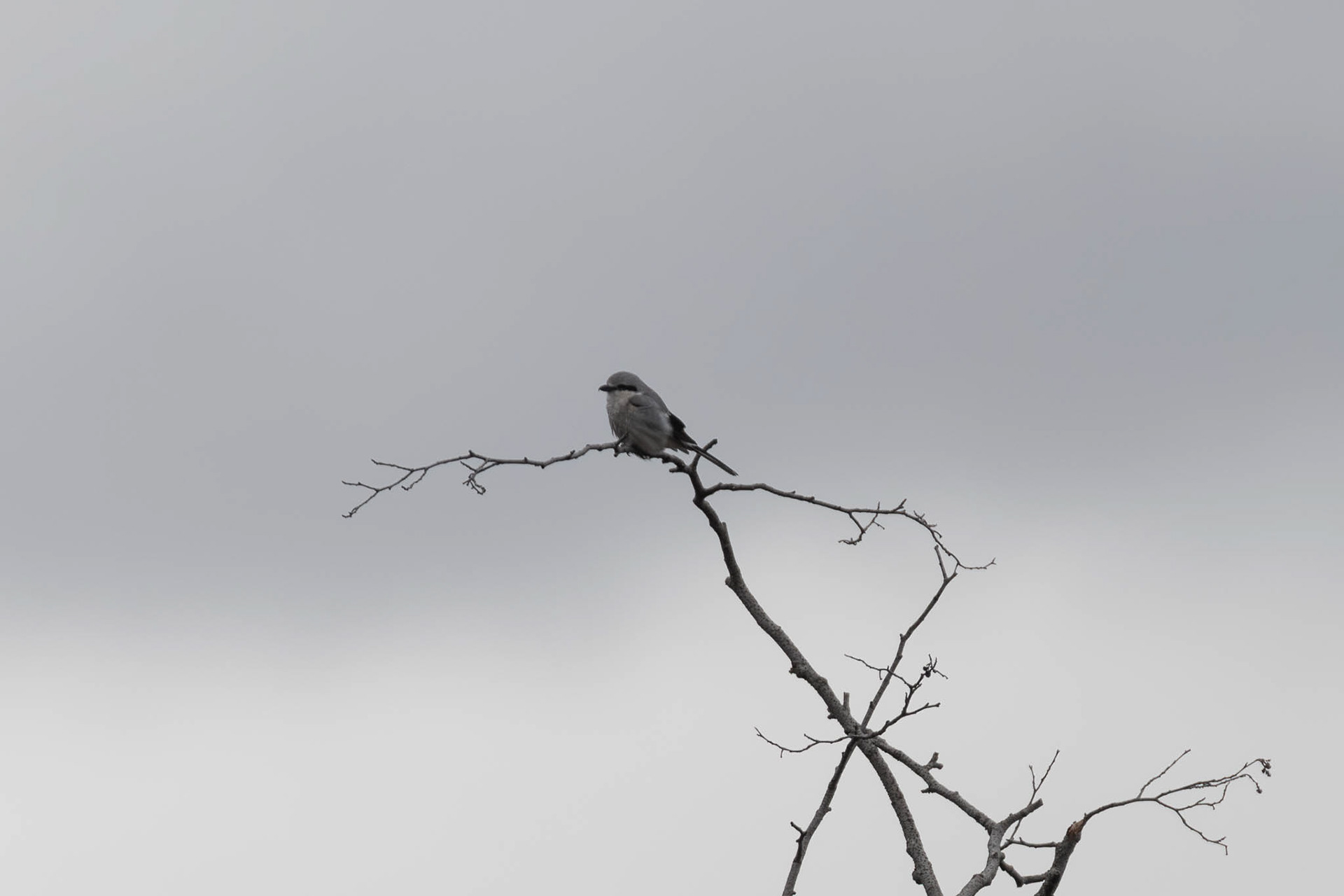 Northern Shrike