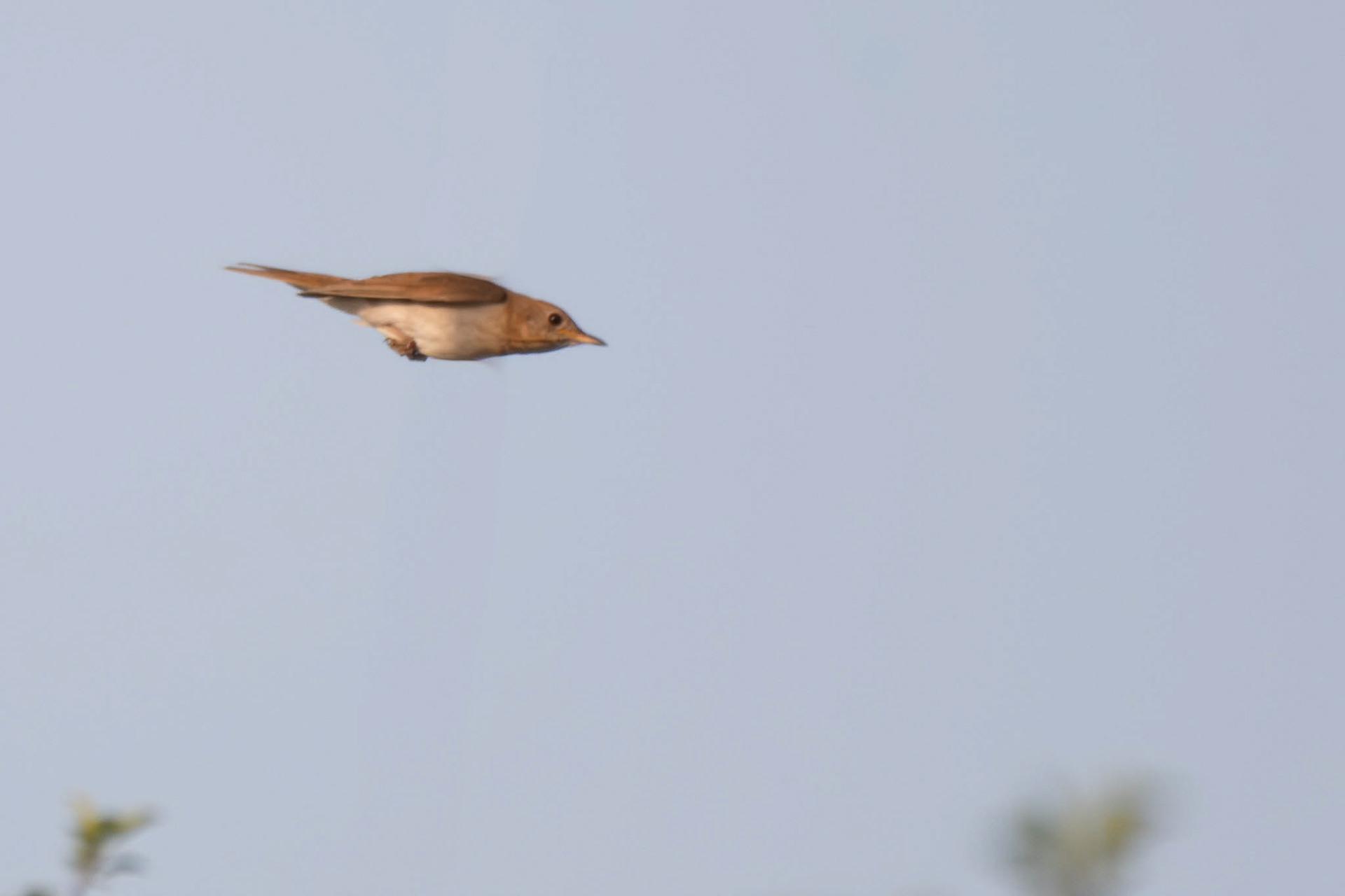Veery