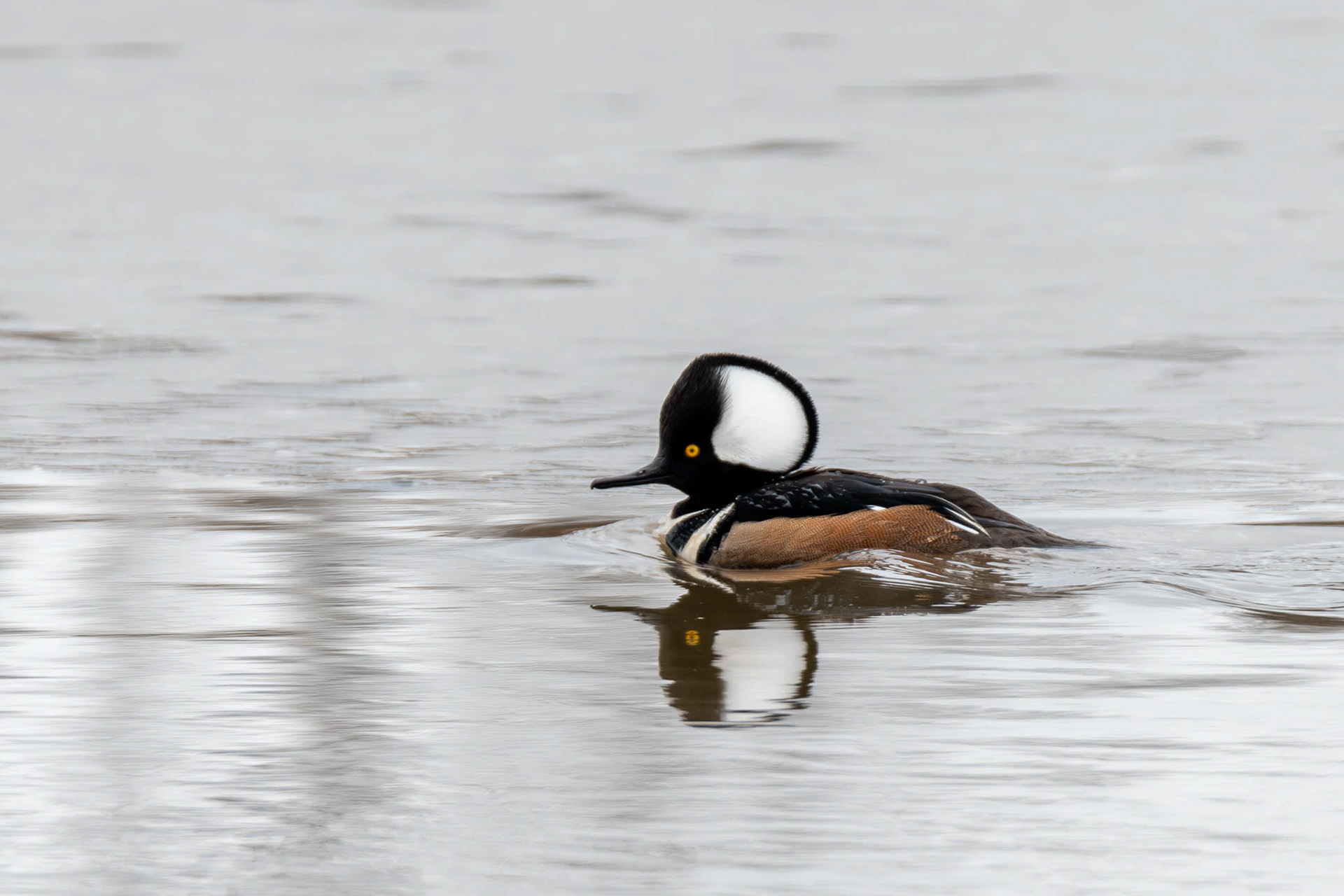 Hooded Merganser